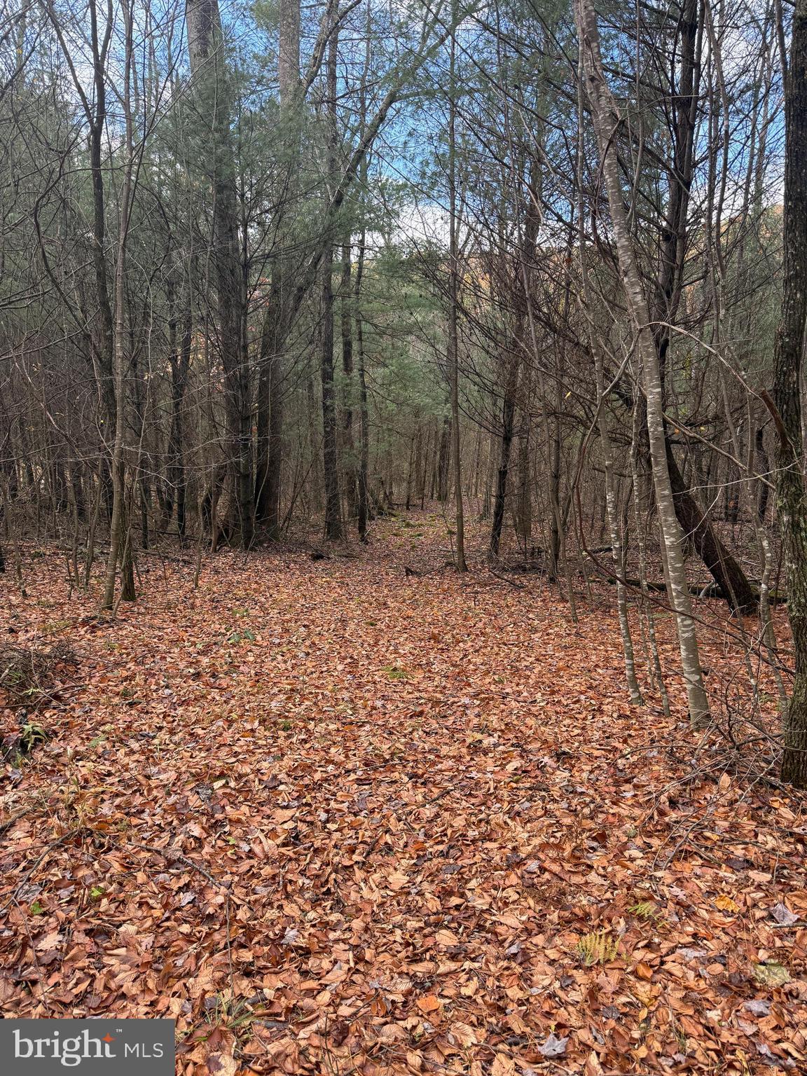 TROUT RUN FOREST - Land