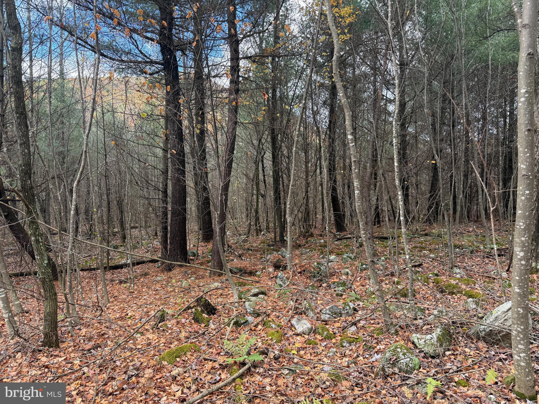 TROUT RUN FOREST - Land
