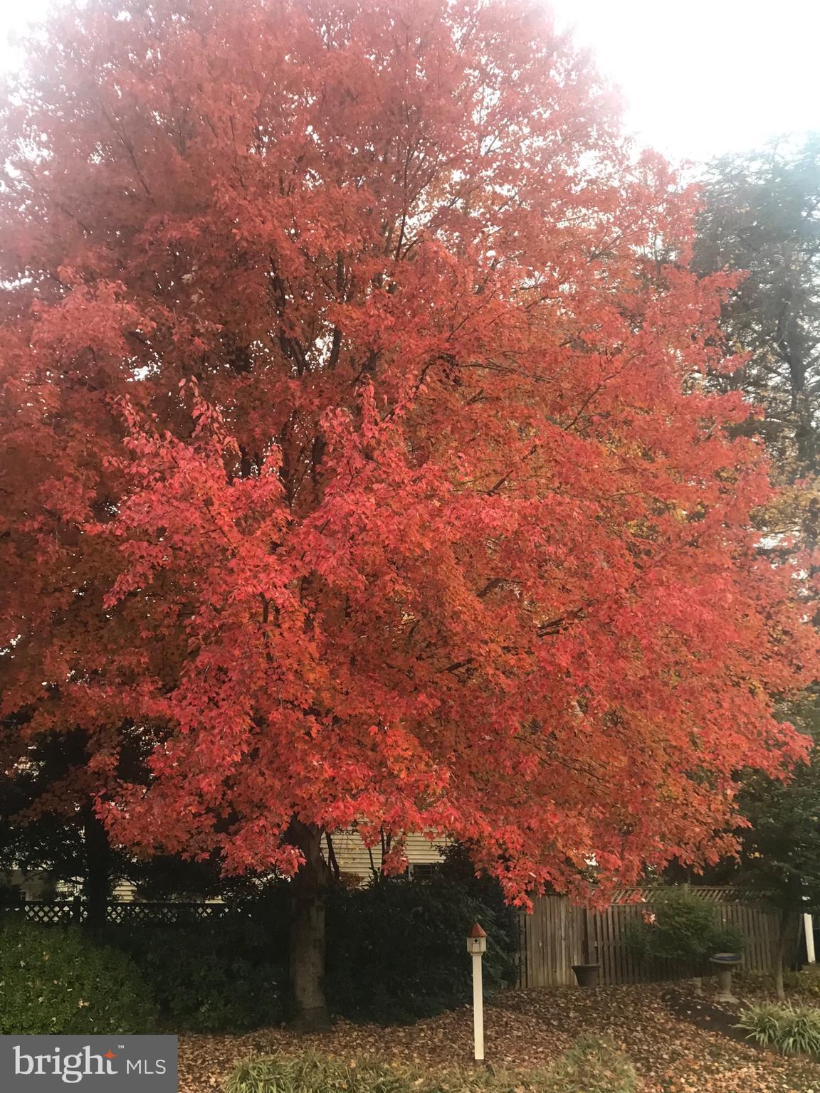 MILLS FARM - Residential