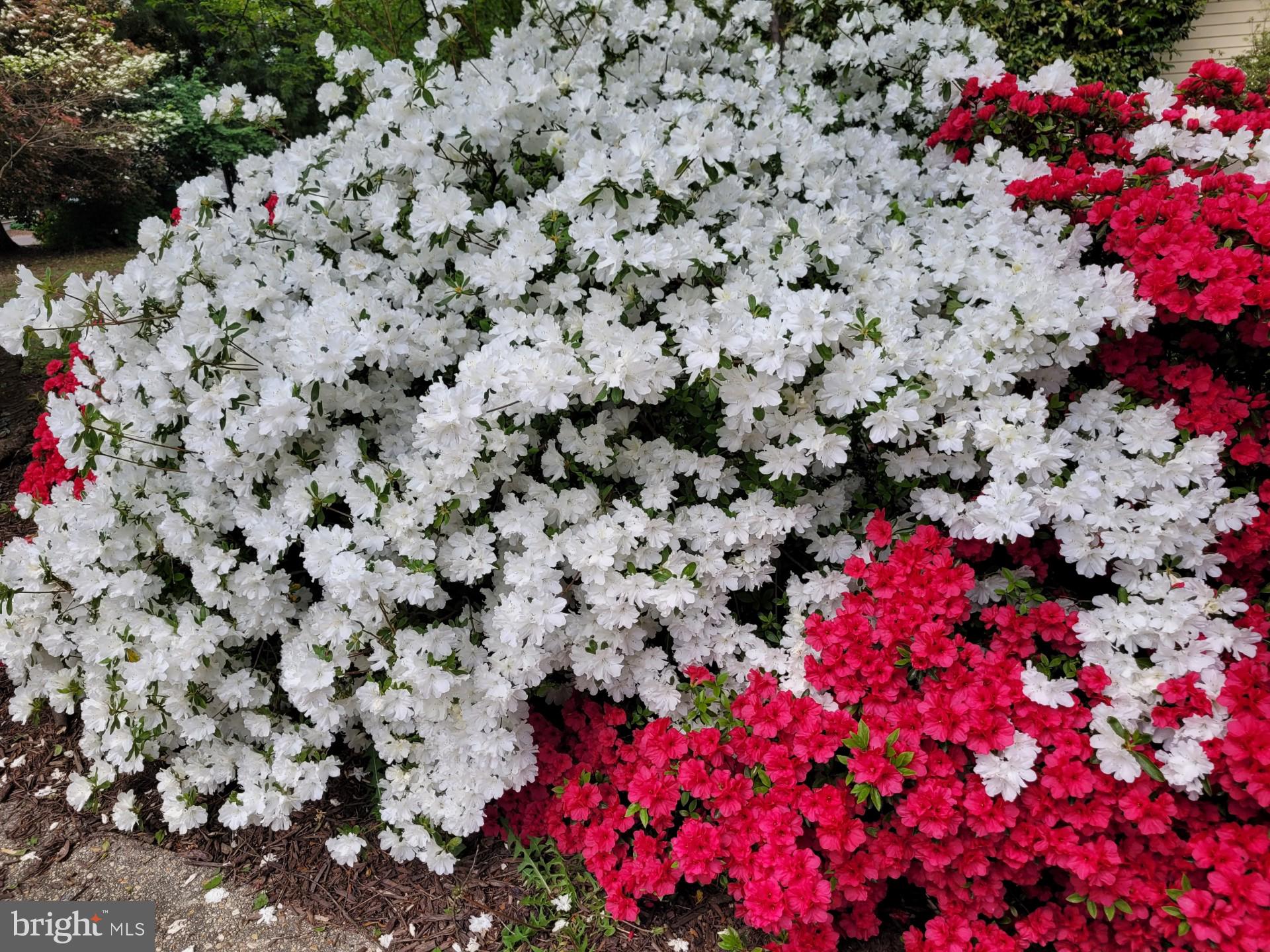 LARCHMONT TERRACE - Residential