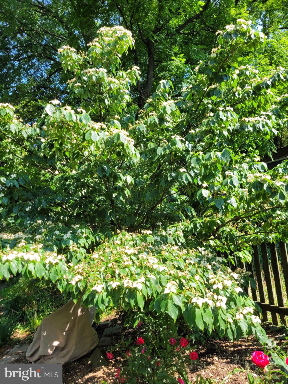 LARCHMONT TERRACE - Residential