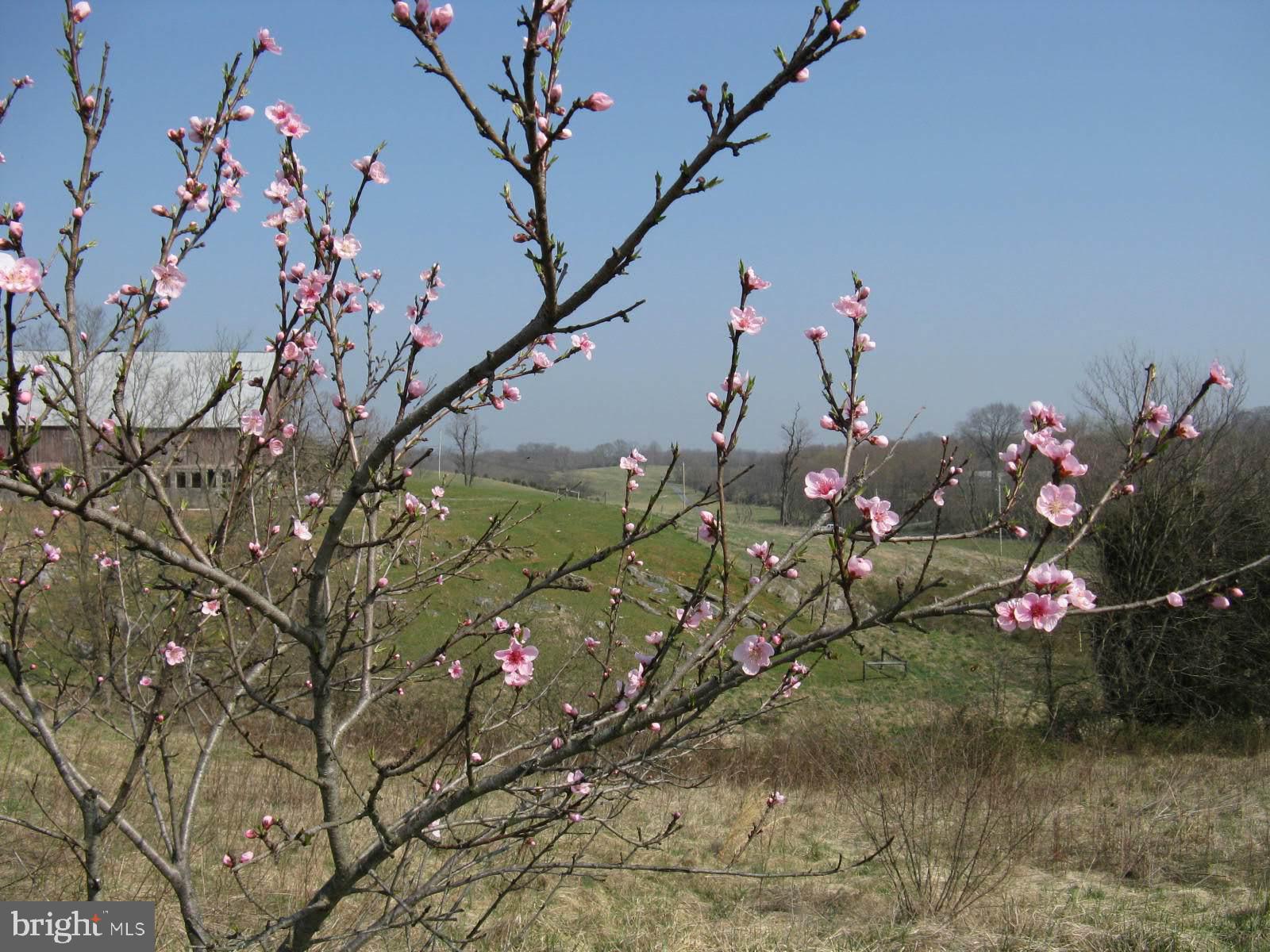 SHEPHERDSTOWN - Residential