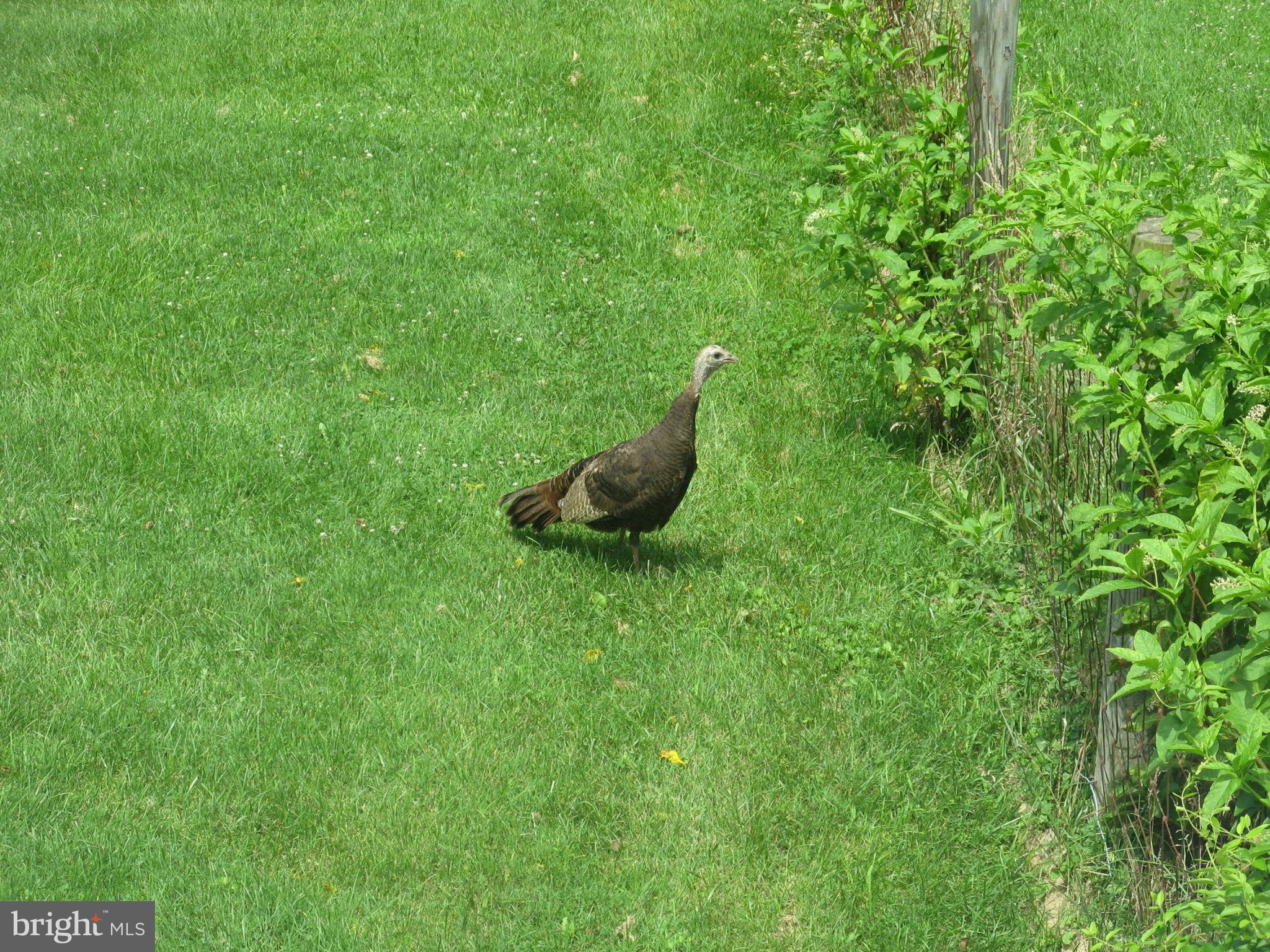 SHEPHERDSTOWN - Residential