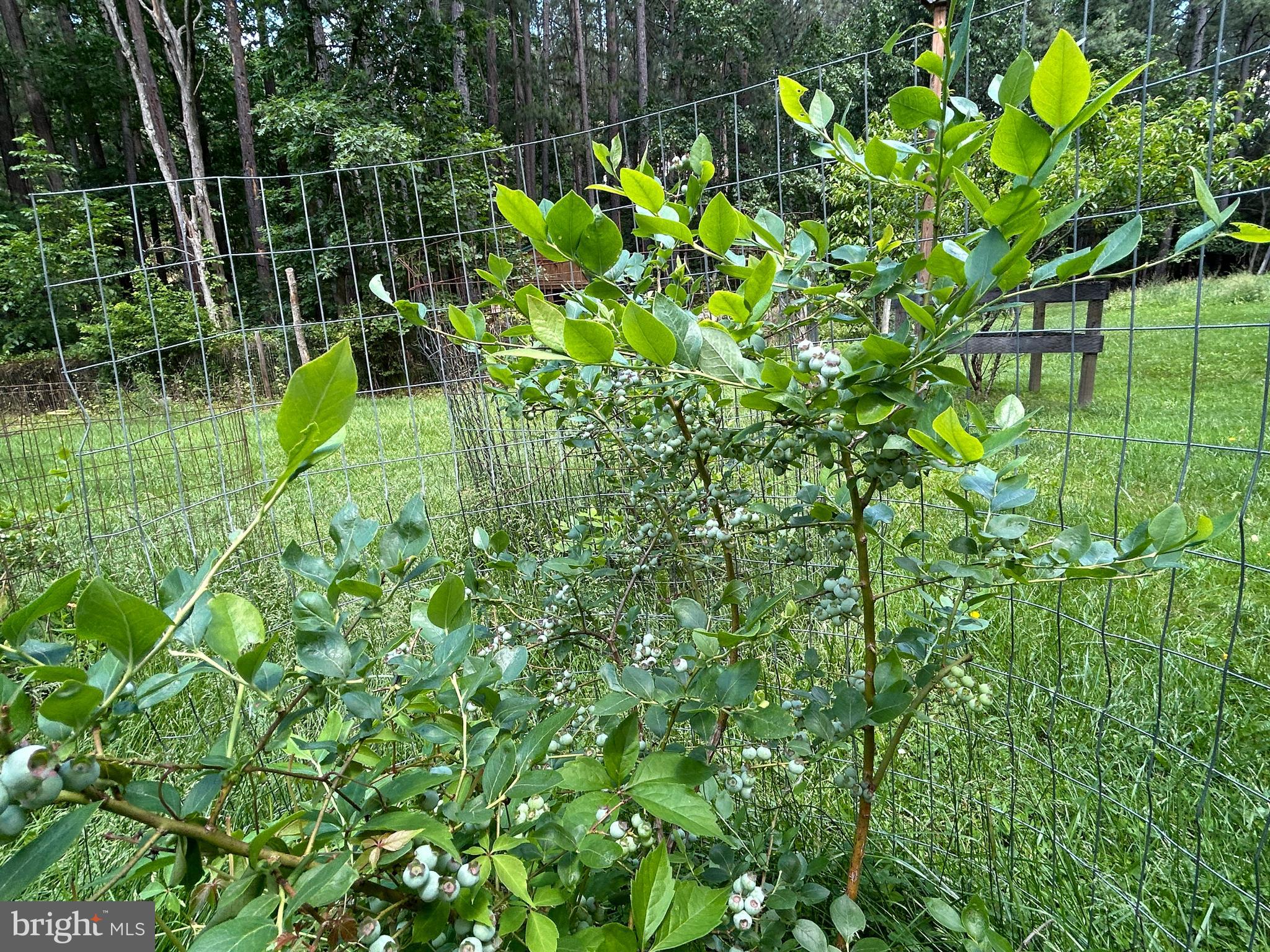 LOBLOLLY ESTATES - Residential