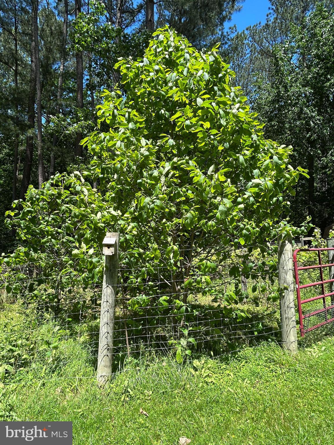 LOBLOLLY ESTATES - Residential