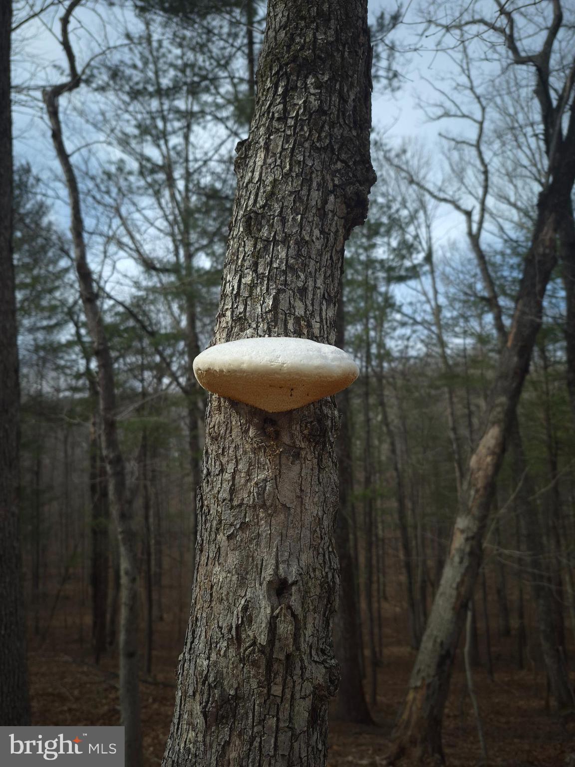 BACK CREEK HEIGHTS - Land