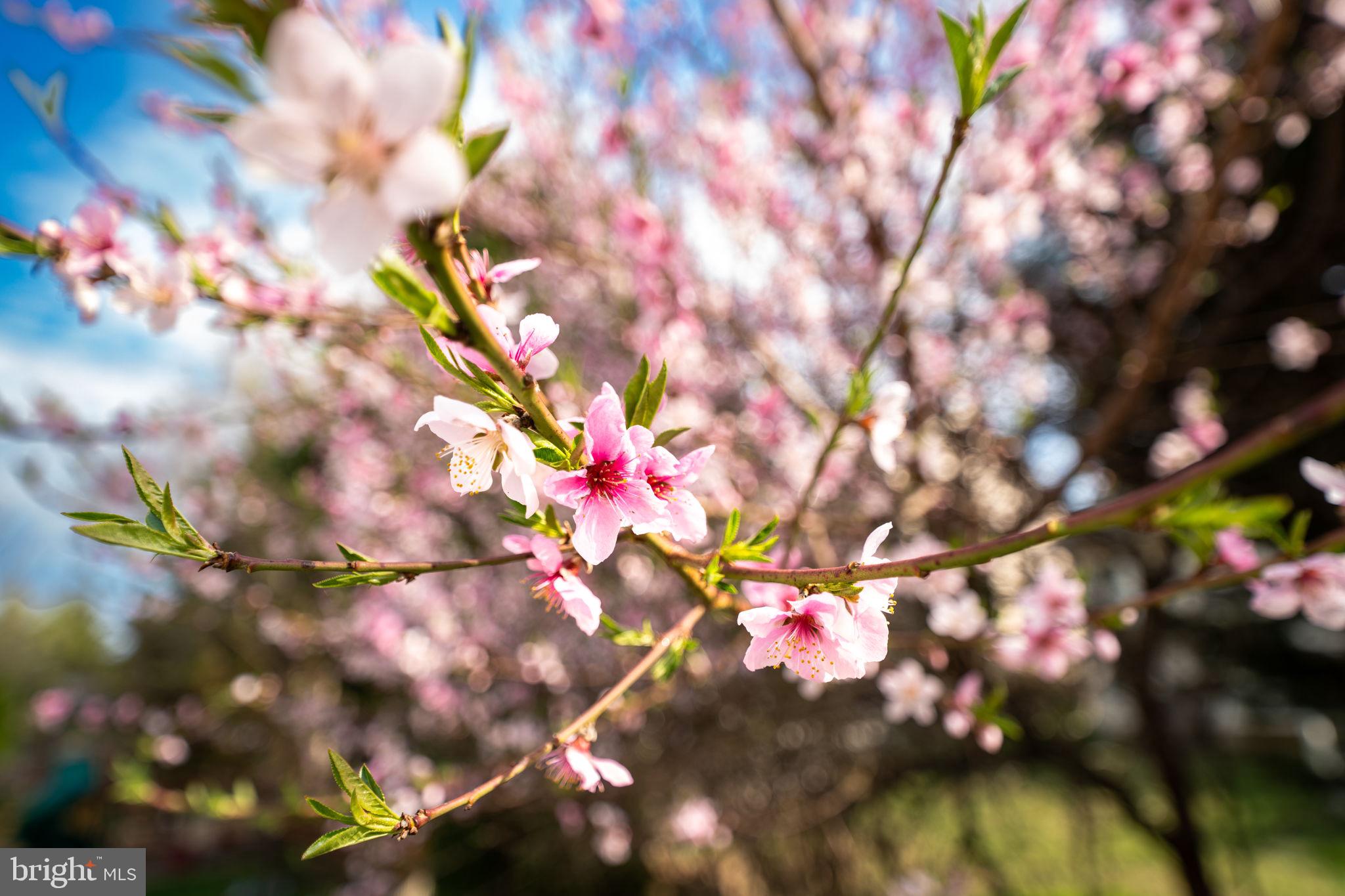 VILLAGES OF URBANA - Residential