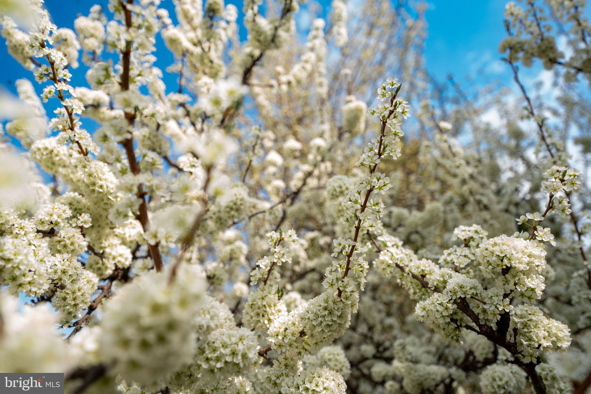 VILLAGES OF URBANA - Residential