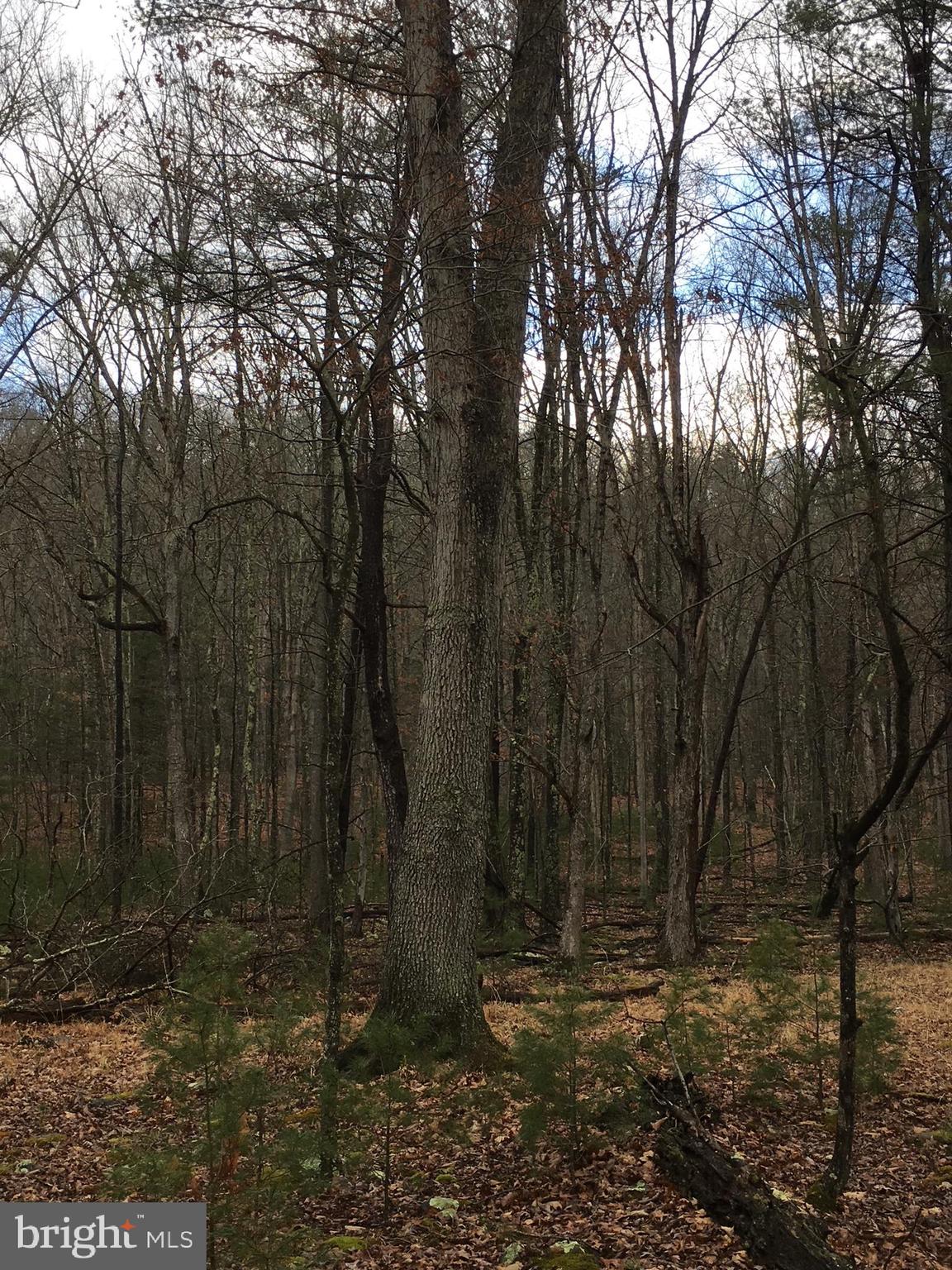 Lot 89 ORNDORFF WAY