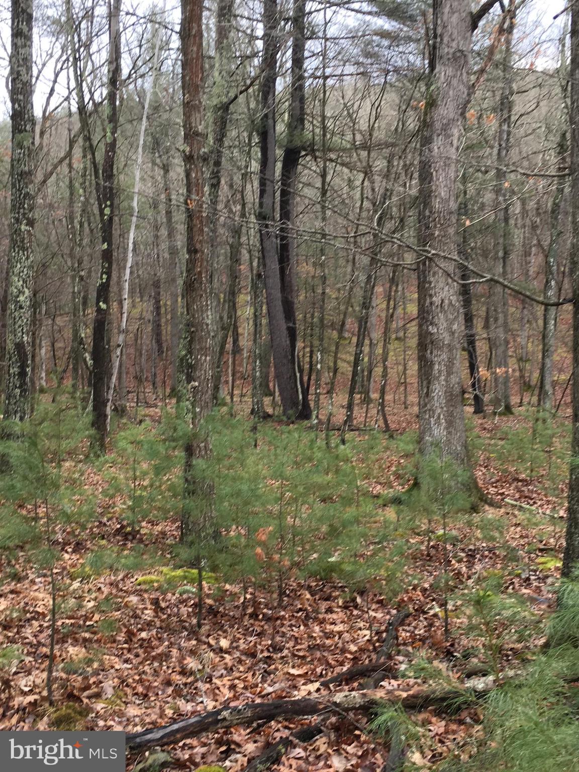 Lot 89 ORNDORFF WAY