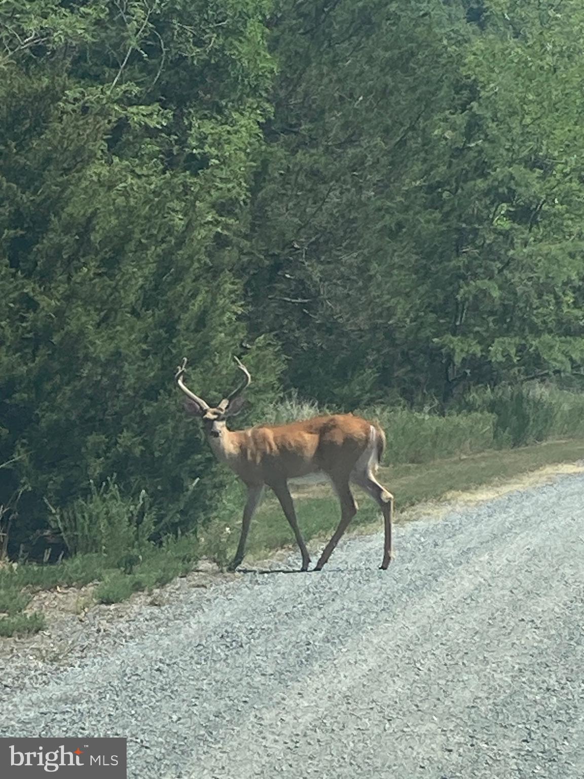 QUANTICO ESTATES - Residential