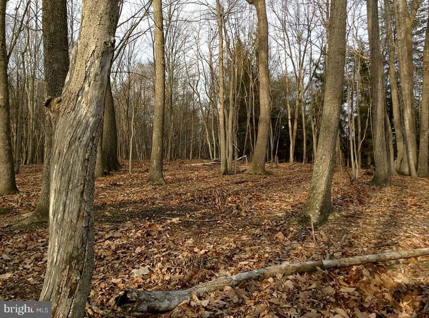 BRING THE HORSES!!! Gorgeous Almost 9 Acre Wooded Home Site in Southern Berkeley County. Enjoy Privacy and Seclusion at End of Lane. Large Hardwood Trees on Lot. 8.95 Acres with Small STREAM! Buyer Responsible for Well and Septic Installation and Permits. Suitable for Full Time or Vacation Home! Perc'd for 3 bedrooms. Don't Let This One Get Away!