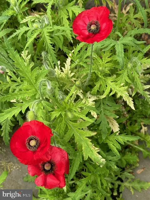 Columbia, Maryland 21046, United States, 5 Bedrooms Bedrooms, ,4 BathroomsBathrooms,Residential,Pending,11247