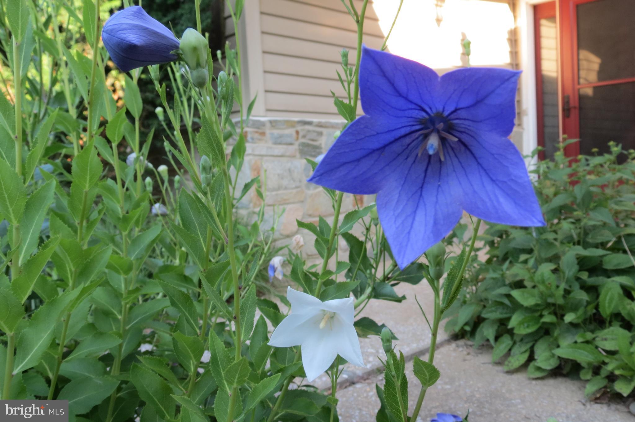 STEVENSON - Residential