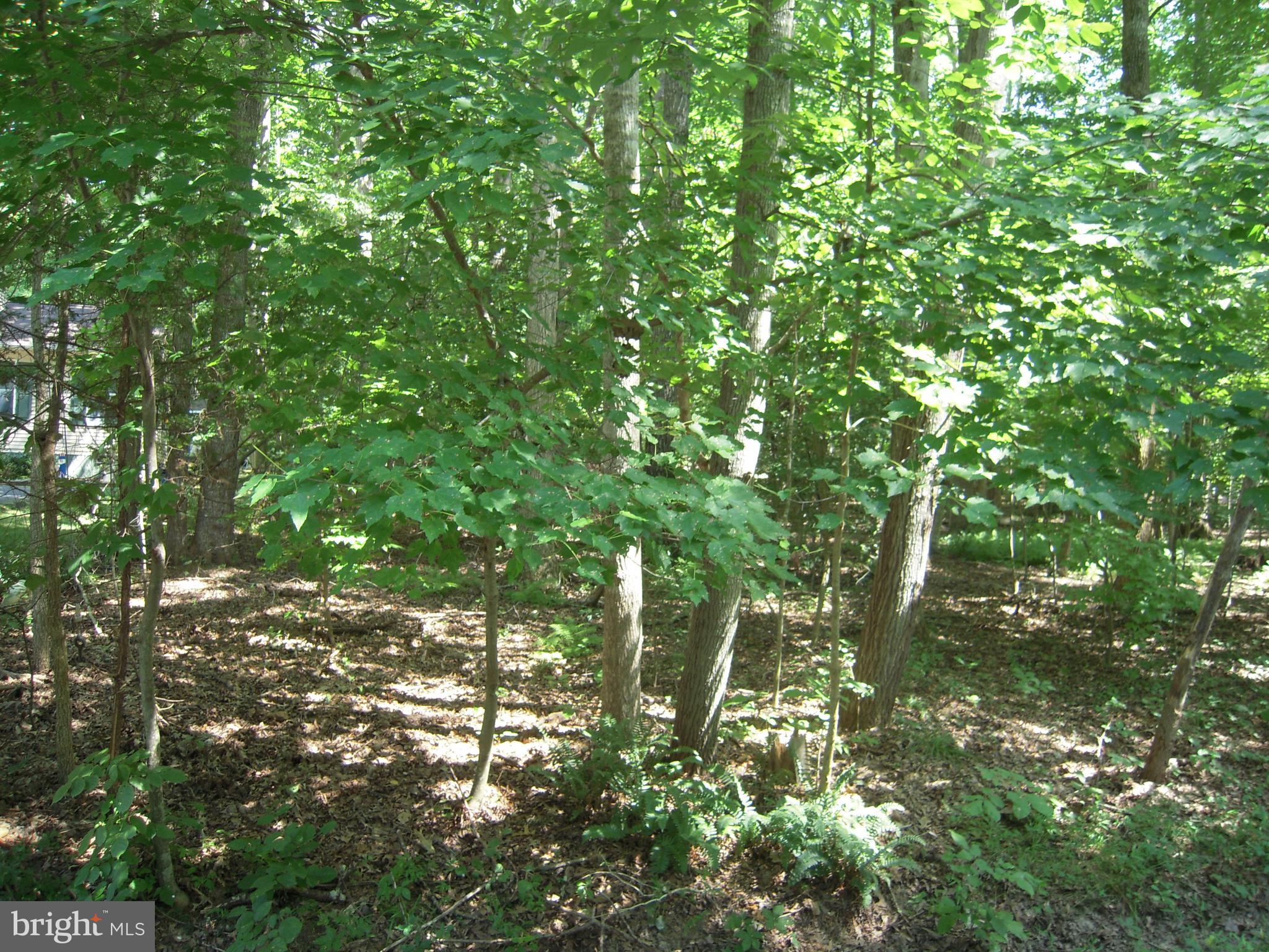 LAKE OF THE WOODS - Land