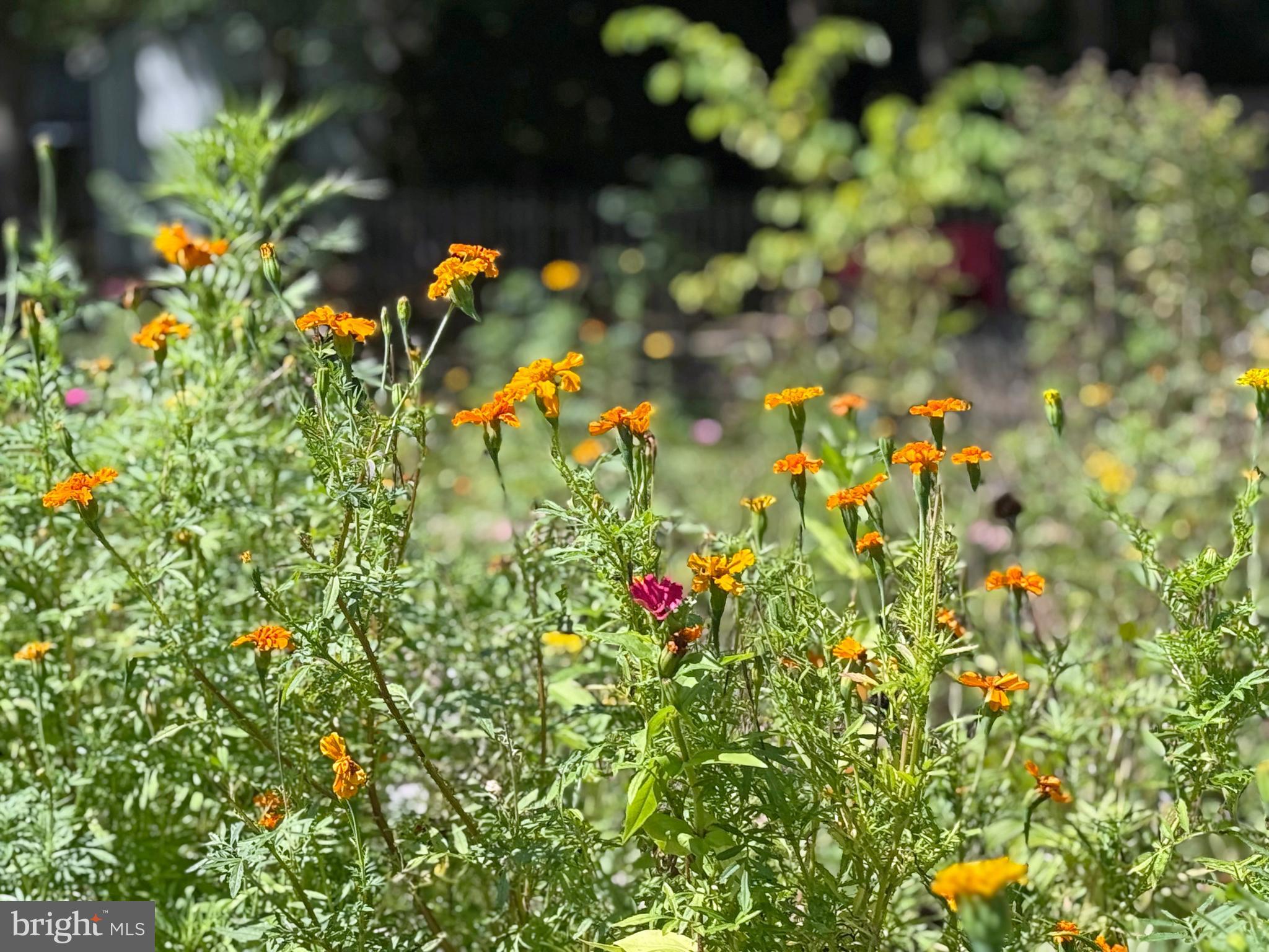 SHADYDELL PARK - Residential