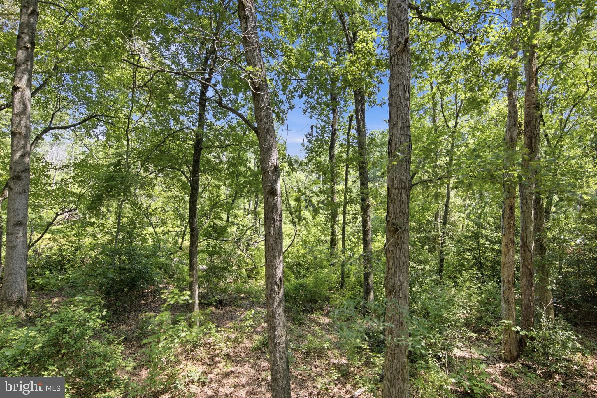 Additional image 28 of 27311 Patricia Court, Federalsburg, MD 21632