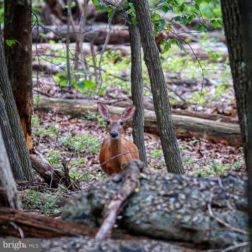 CACAPON MOUNTAIN RECREATIONAL AREA - Land