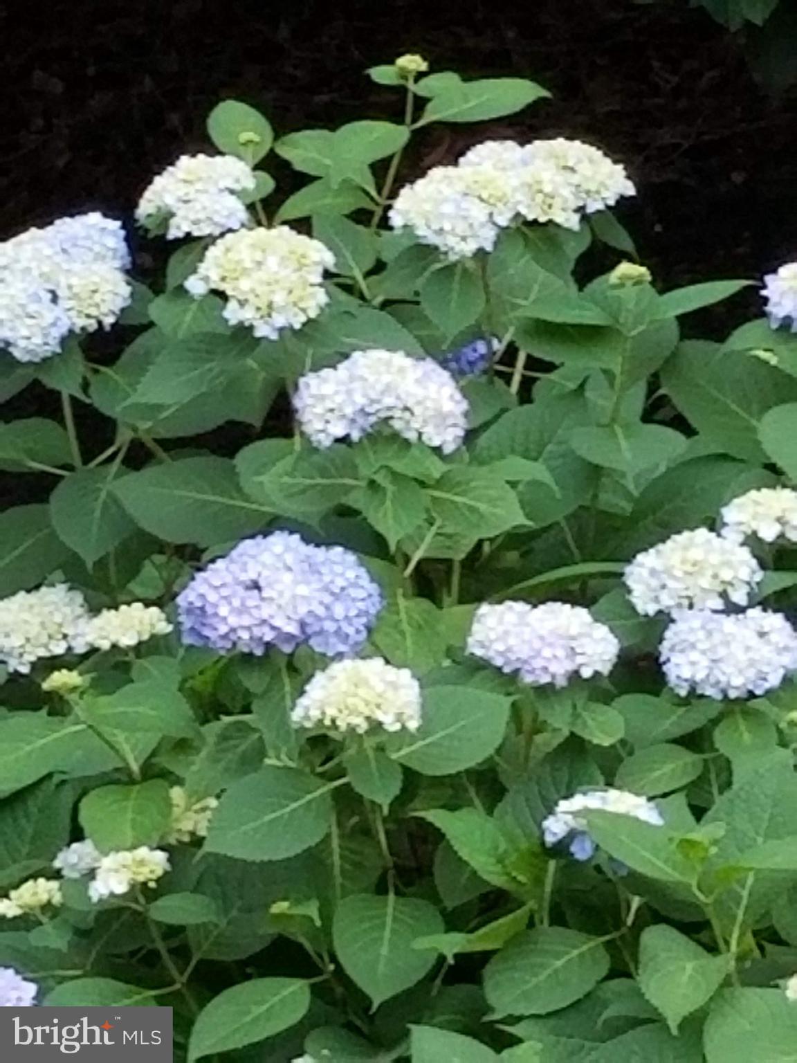 CAMBRIA - Residential