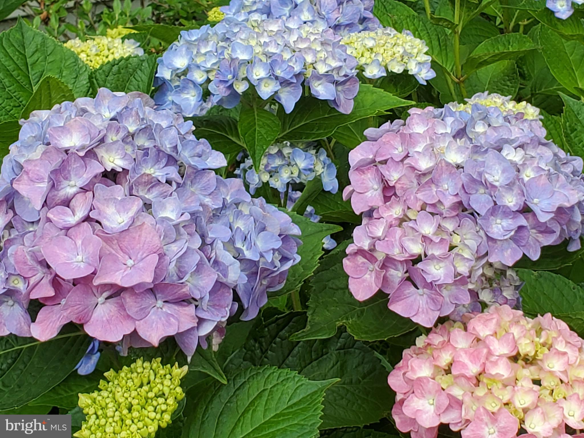 CAMBRIA - Residential