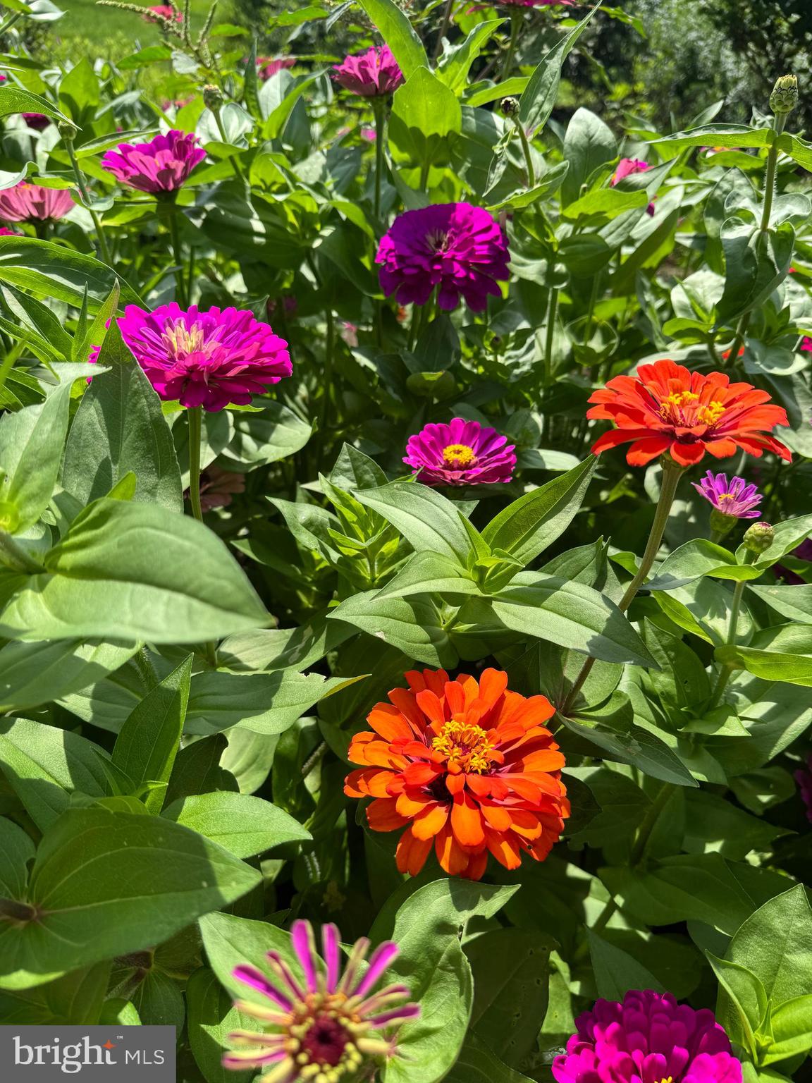 GOOSE CREEK RIDGE - Residential