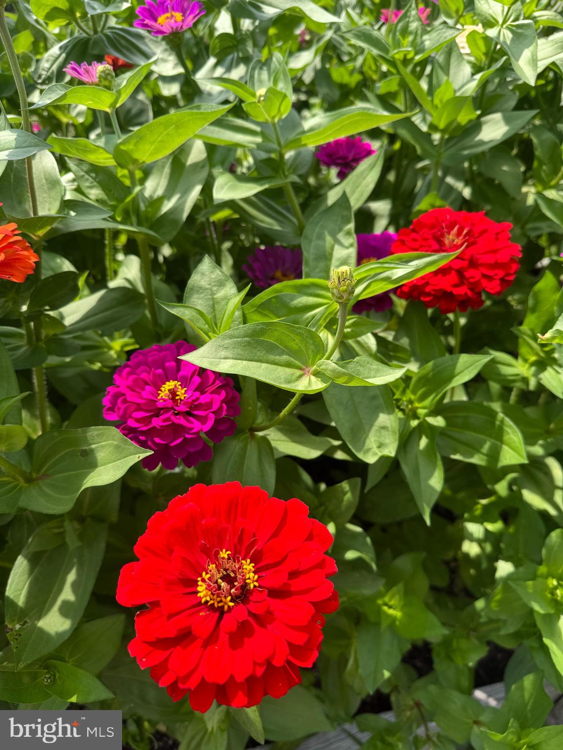 GOOSE CREEK RIDGE - Residential