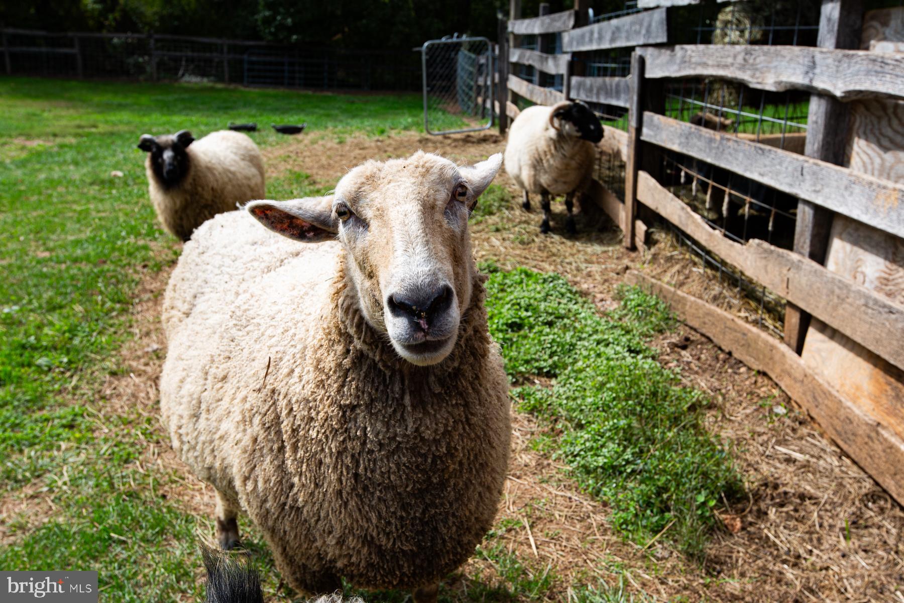 MANCHESTER ELECTION DISTRICT - Farm