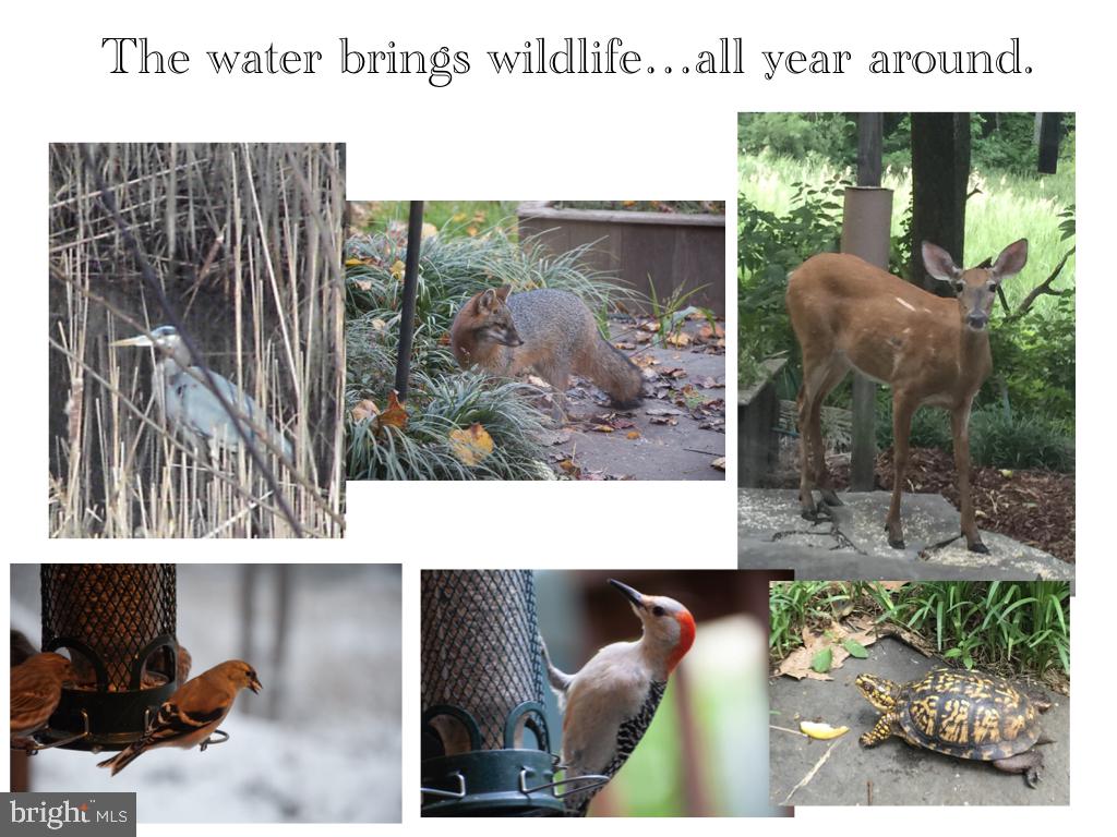 GEORGETOWN GROVE - Residential