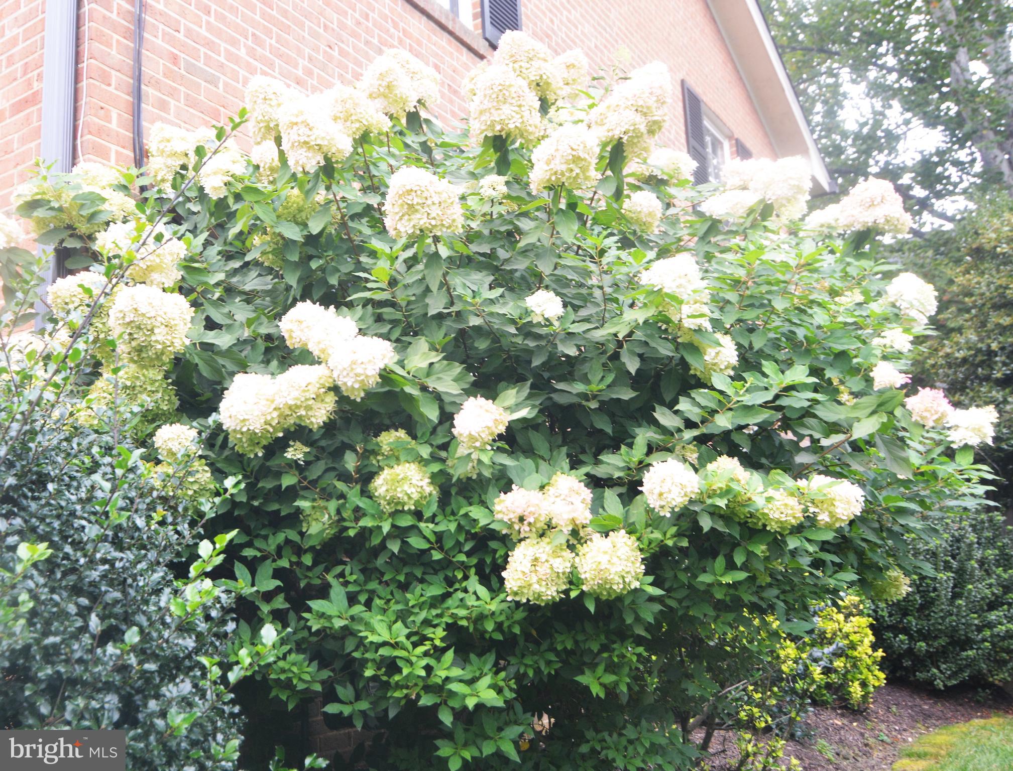 POTOMAC HILLS - Residential Lease