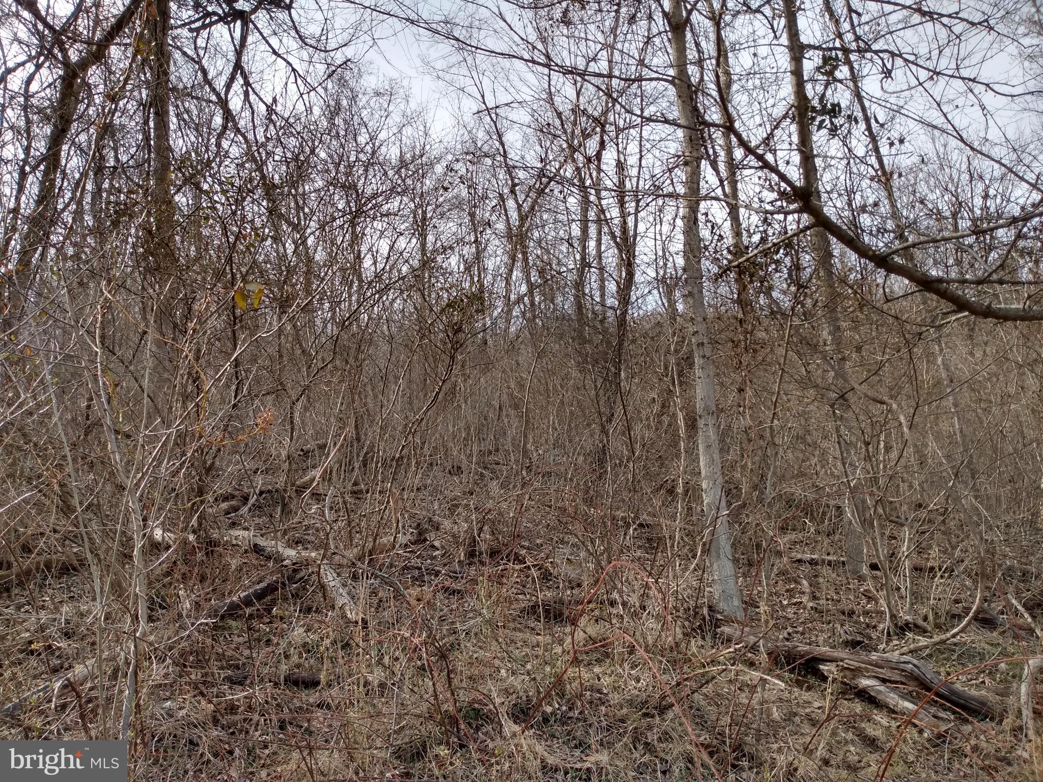 CACAPON RIVER RAPIDS - Land
