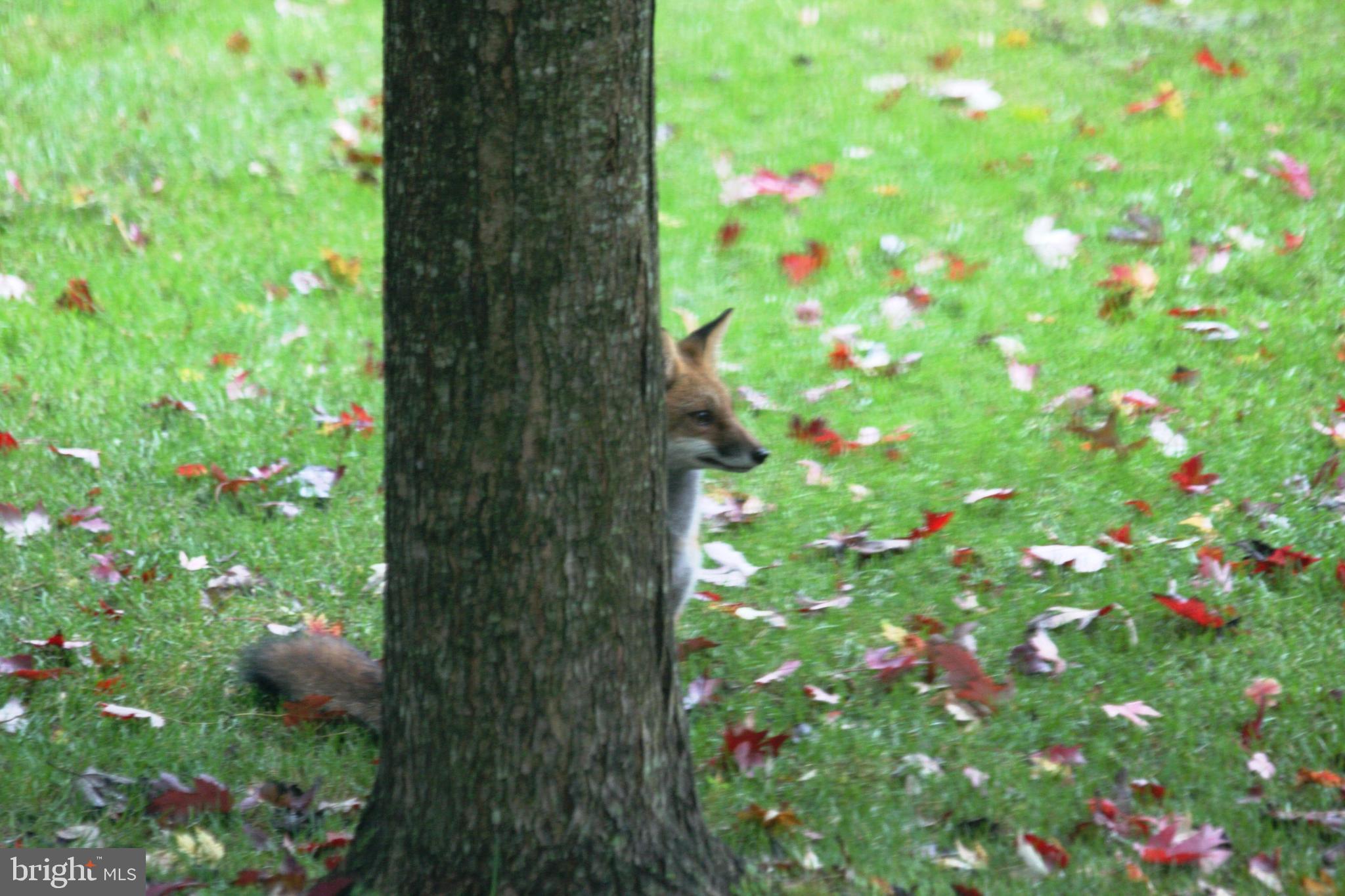 GREAT FALLS FOREST - Residential