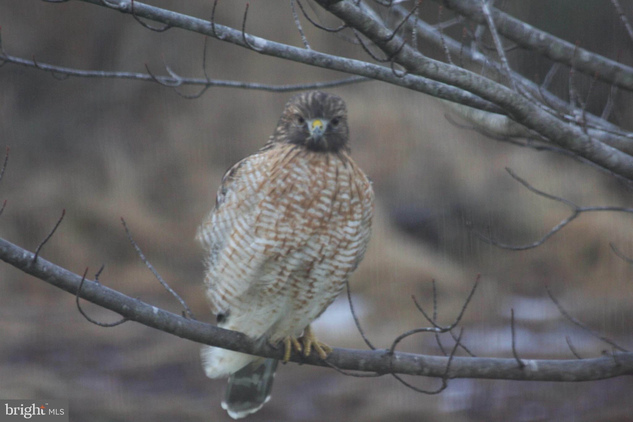GREAT FALLS FOREST - Residential
