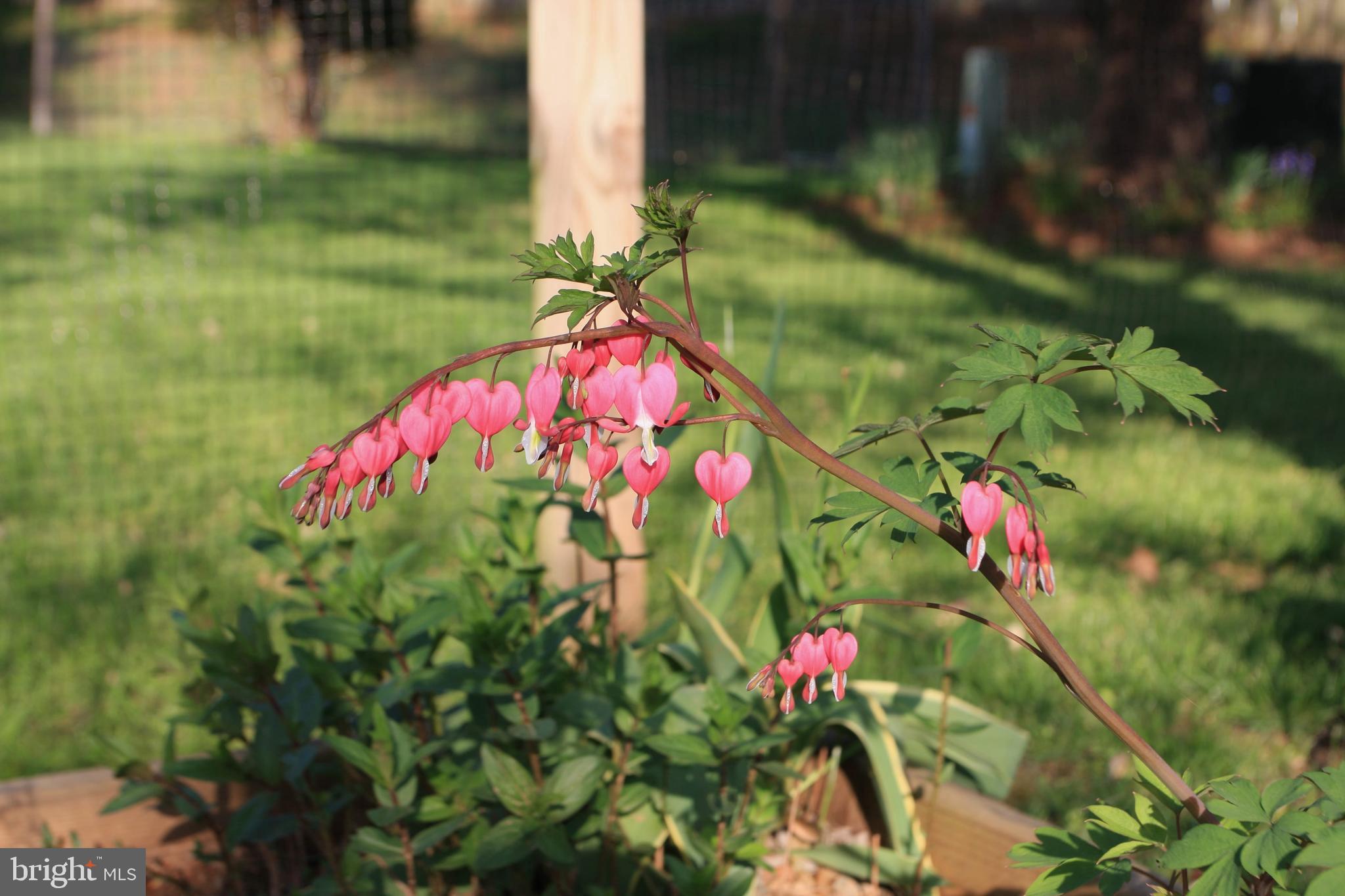 GREAT FALLS FOREST - Residential