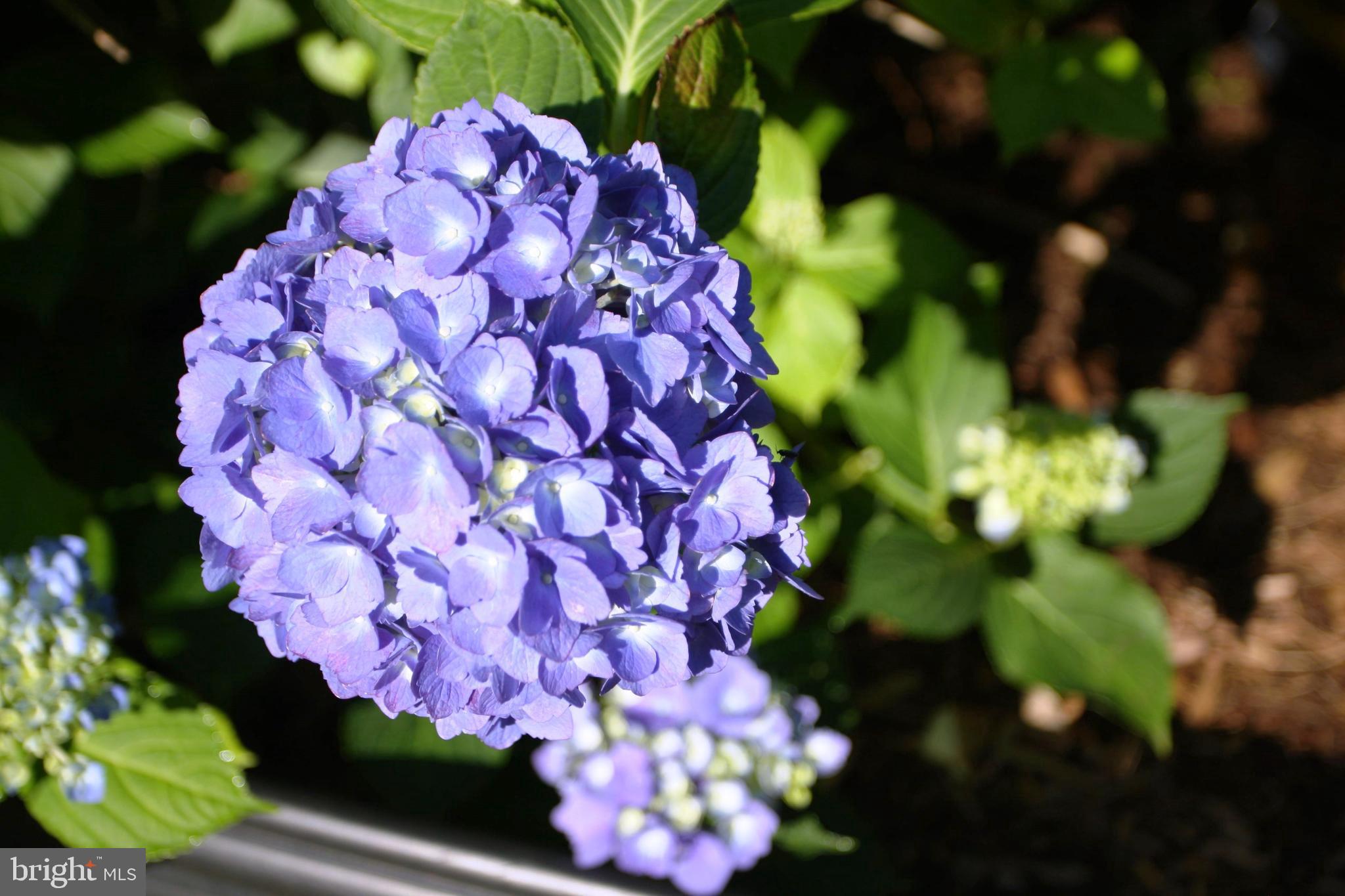 GREAT FALLS FOREST - Residential