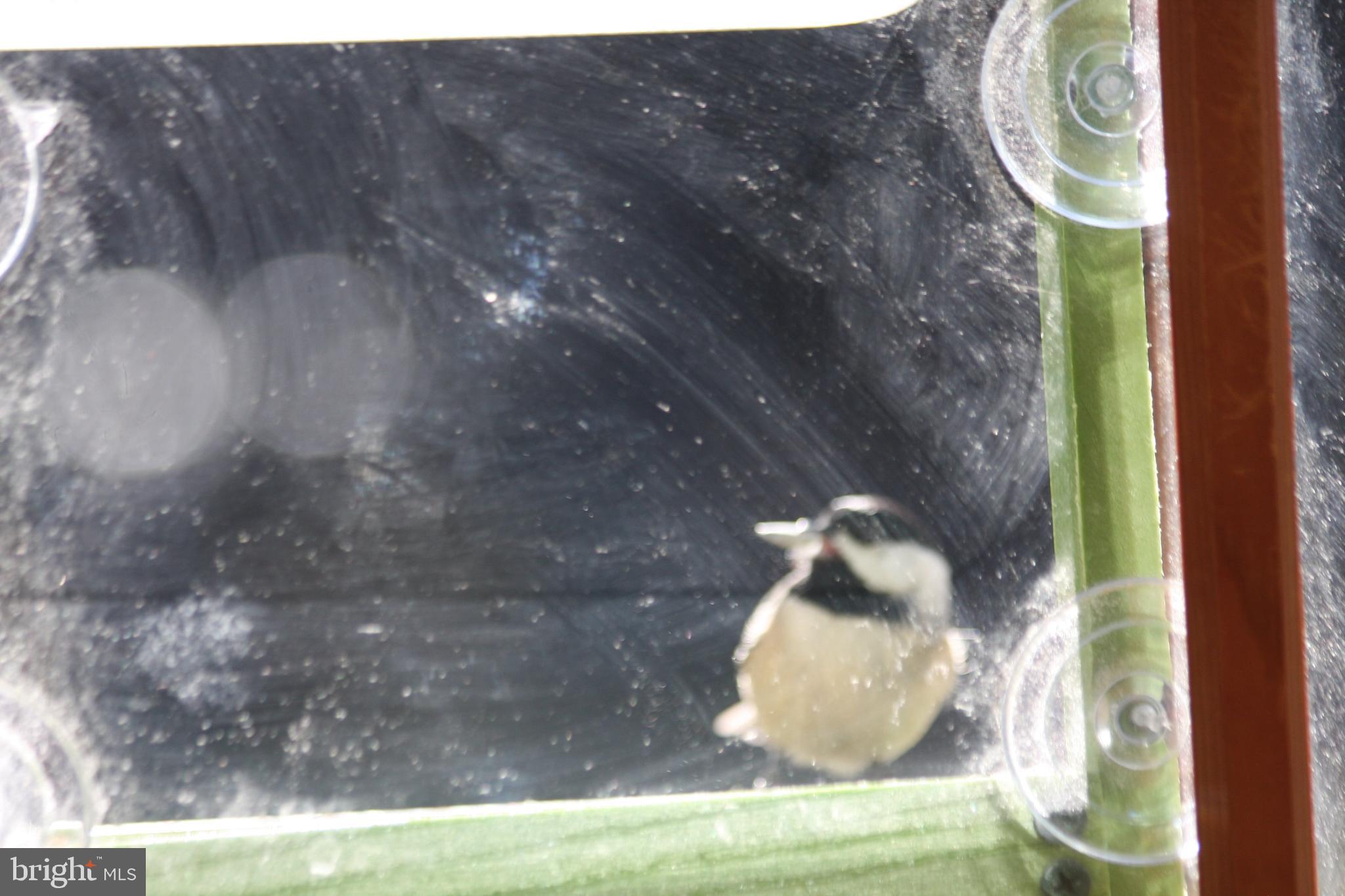 GREAT FALLS FOREST - Residential