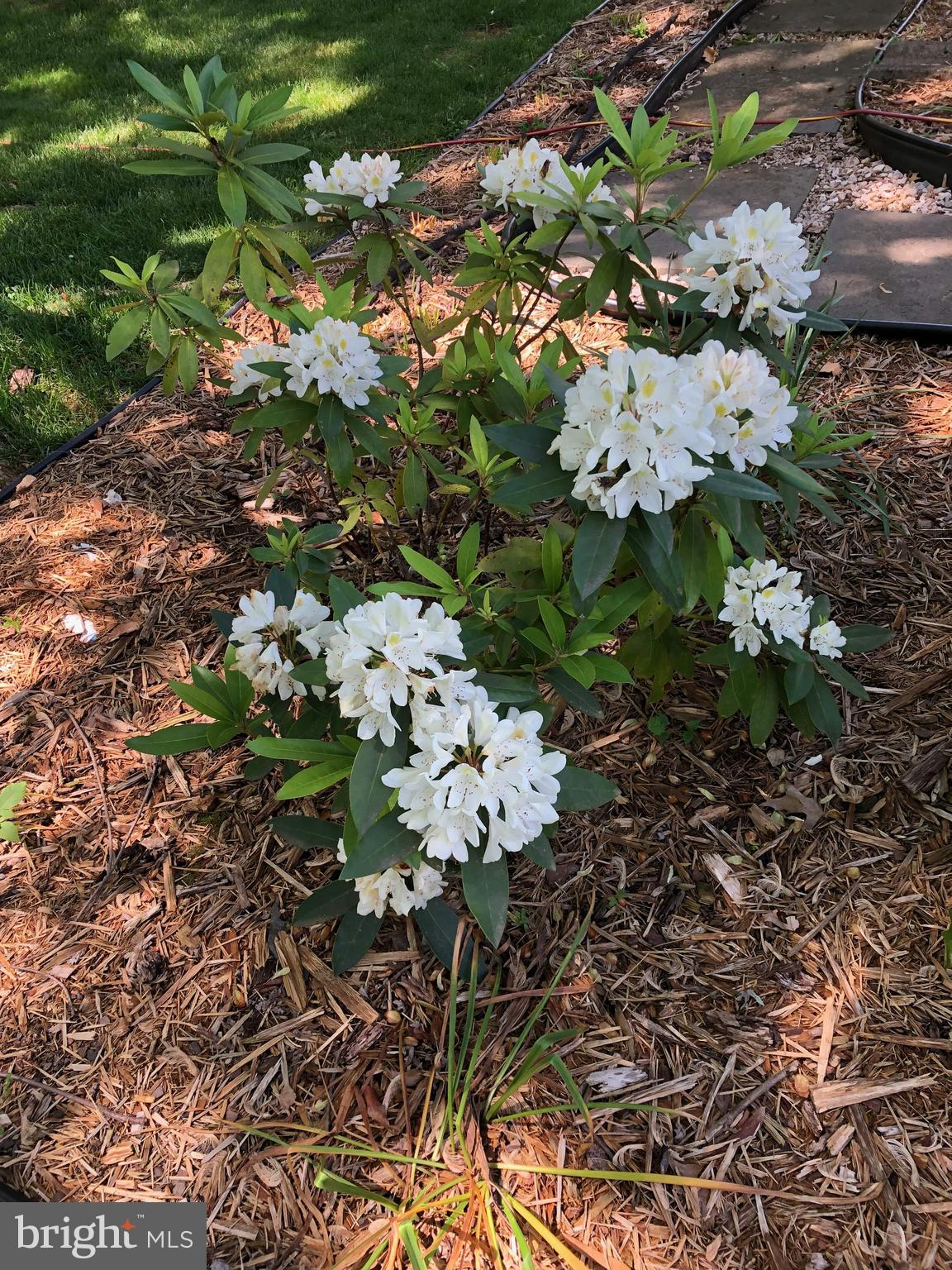 GREAT FALLS FOREST - Residential