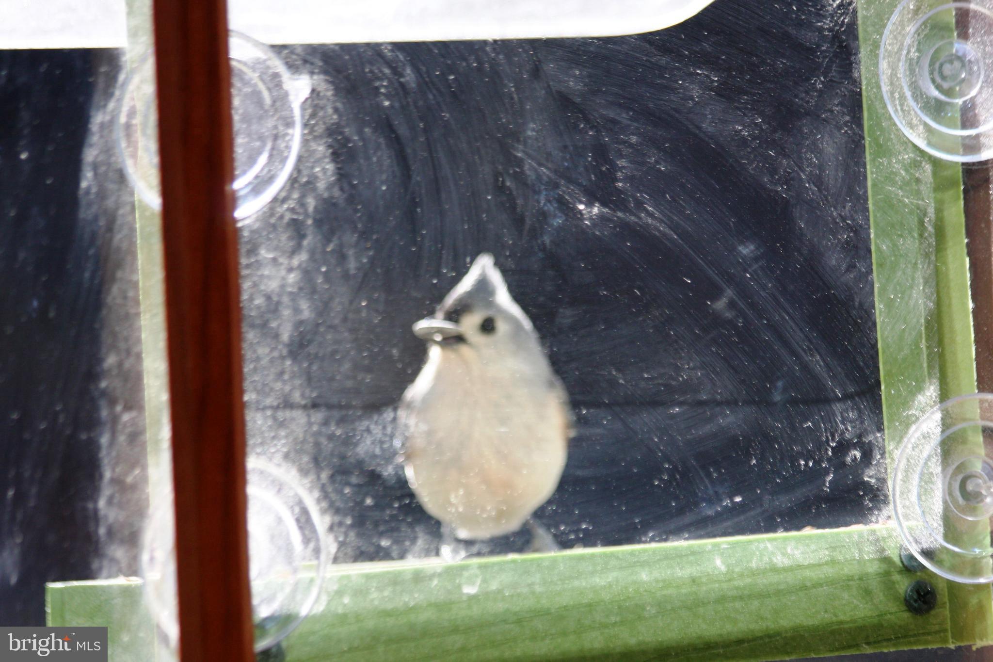 GREAT FALLS FOREST - Residential