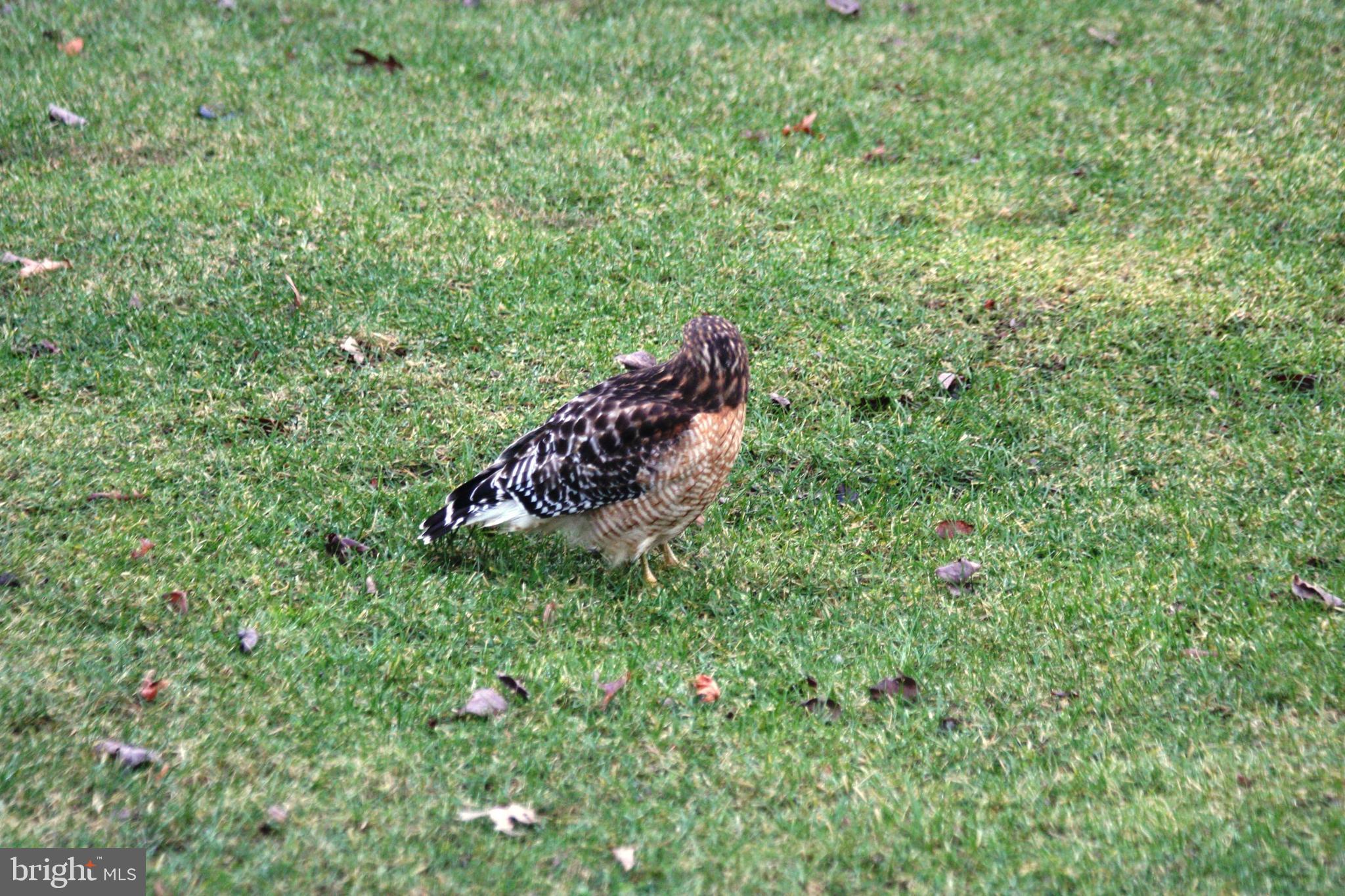 GREAT FALLS FOREST - Residential