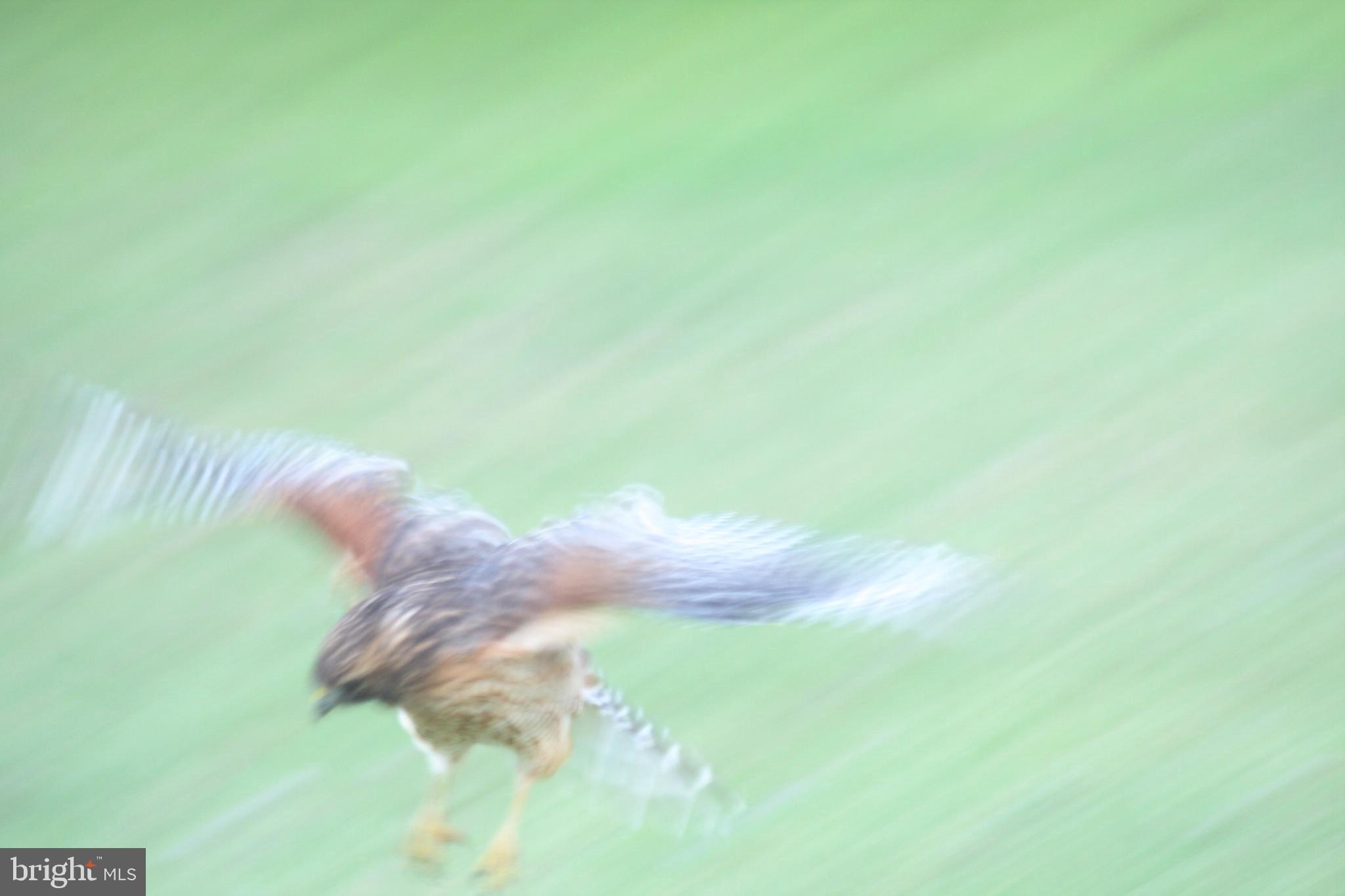 GREAT FALLS FOREST - Residential