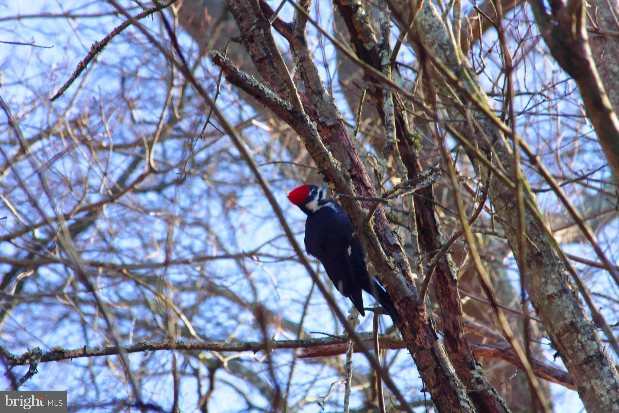 GREAT FALLS FOREST - Residential