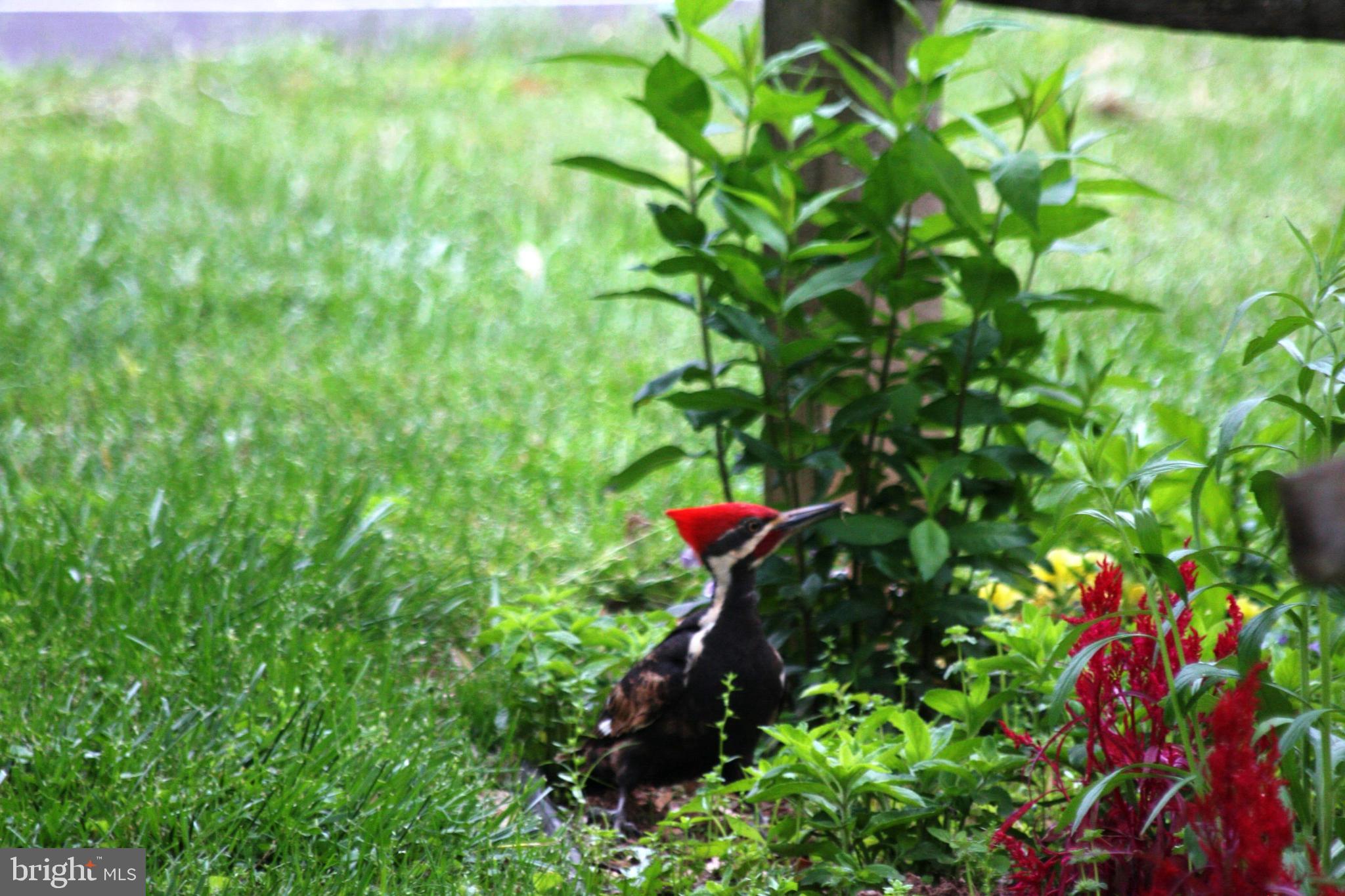 GREAT FALLS FOREST - Residential