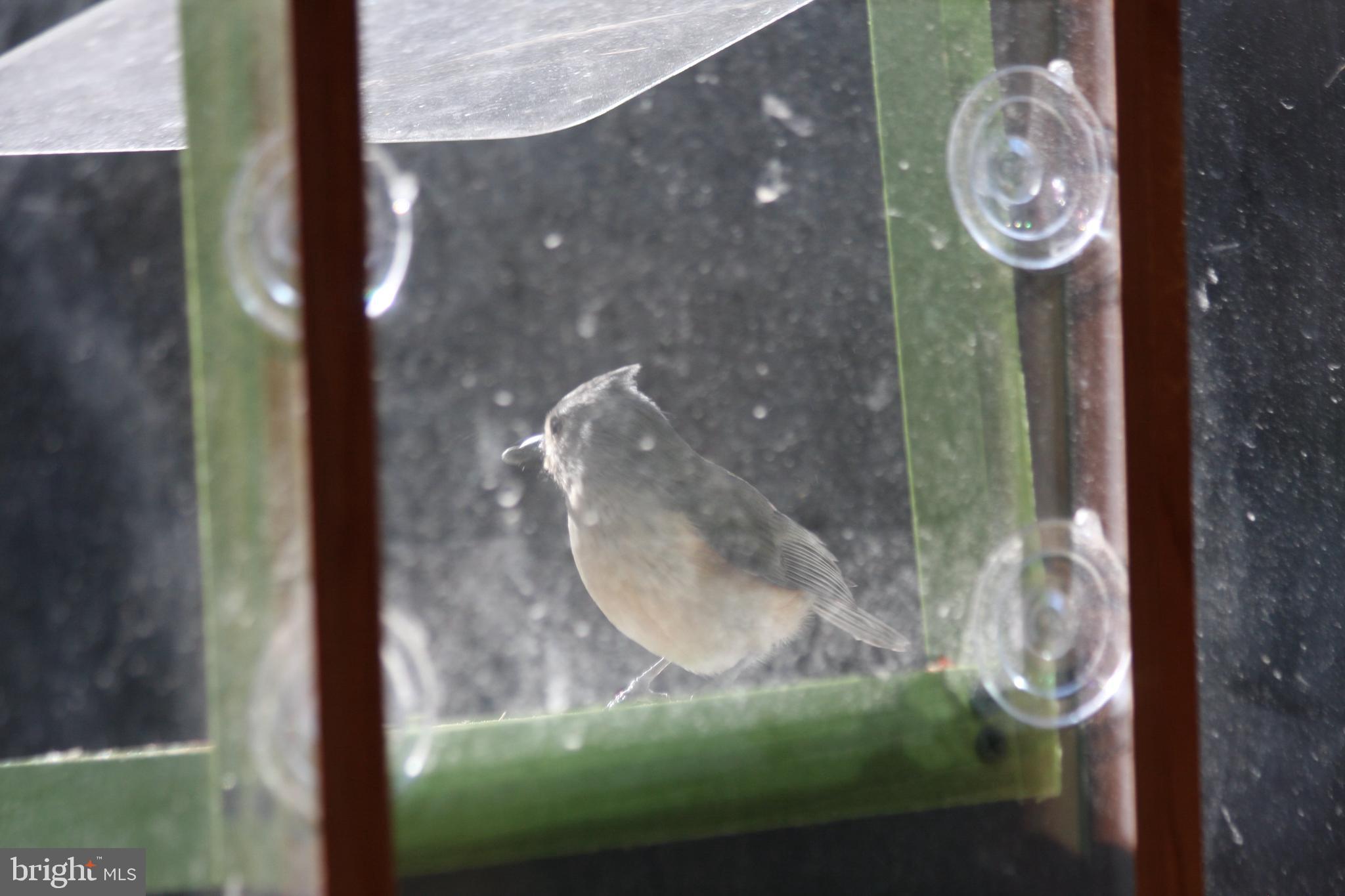 GREAT FALLS FOREST - Residential