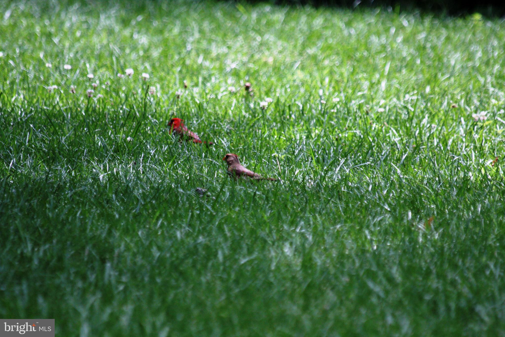 GREAT FALLS FOREST - Residential