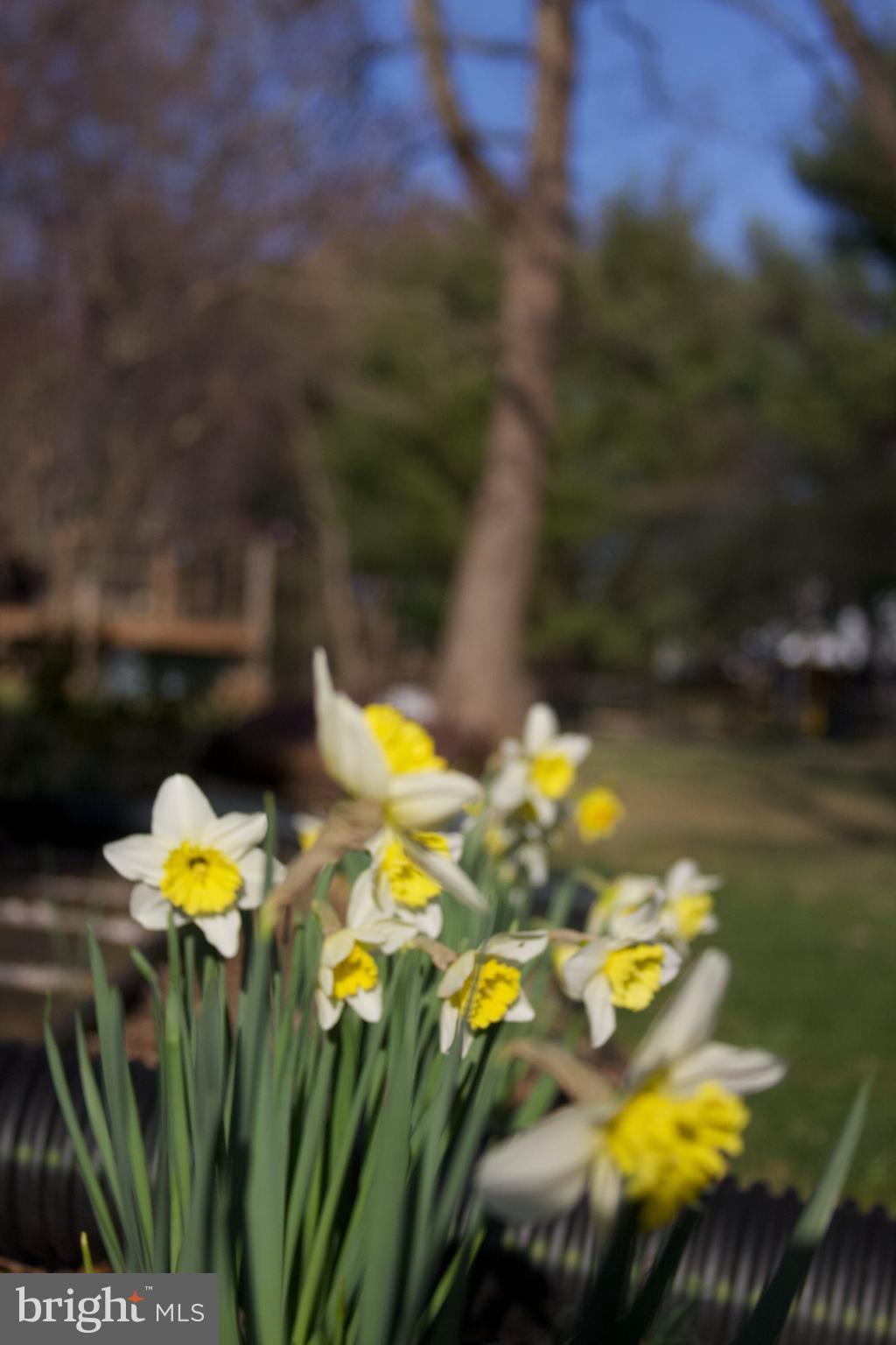 GREAT FALLS FOREST - Residential