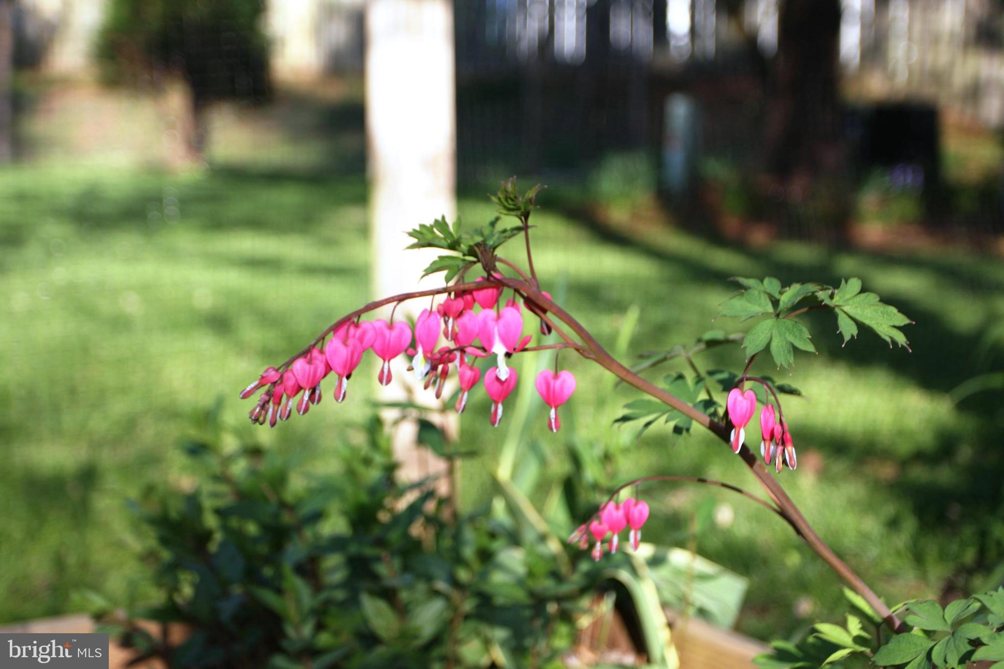 GREAT FALLS FOREST - Residential