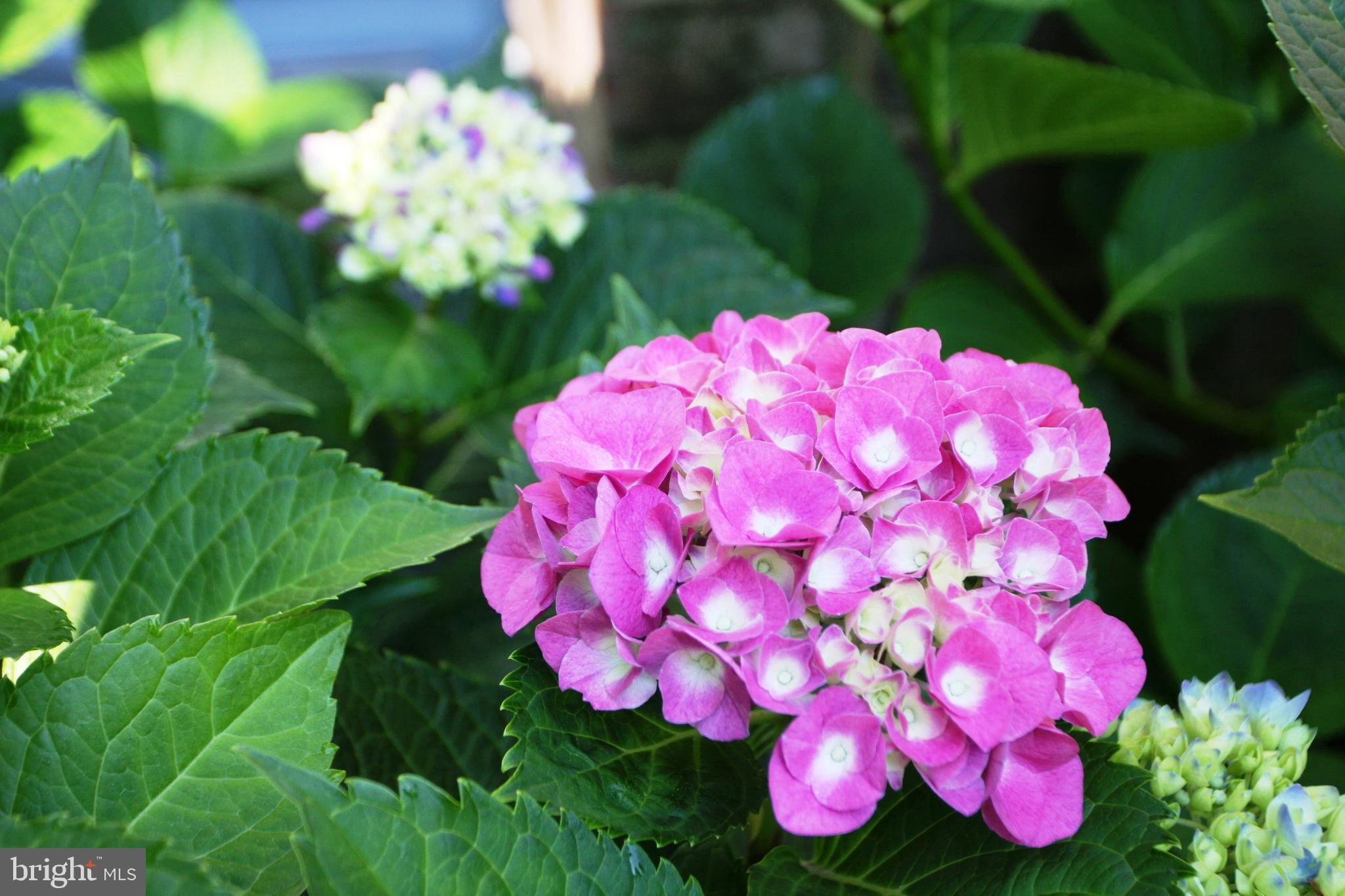 GREAT FALLS FOREST - Residential