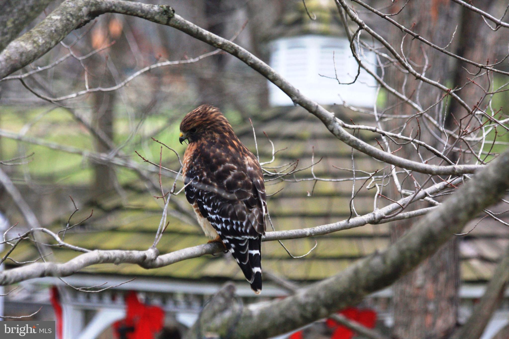 GREAT FALLS FOREST - Residential