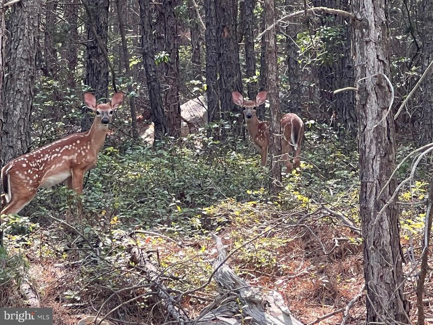 PREMIUM, PRISTINE PROPERTY, STOP YOUR SEARCH! This is one of the most desirable lots you will ever lay eyes on, located in Yellow Springs, WV just minutes from Capon Springs Resort, 1 hour and 45 minutes from Washington D.C.  Better known as Lot #1 in River Ridge S/D (20.217 Acres) this property is located within a private gated community, and it is improved by a well & septic with electric and high speed fiber optic internet readily available. This property has a great amount of level beautiful land, not to mention breathtaking views of the West Virginia mountains, there are beautiful rock outcroppings which are an amazing sight. Abundant wildlife, lots of majestic whitetail deer, turkey etc..... temporary camping is allowed, if you are looking for a recreational property, the roads are well maintained gravel roads. IF YOU HAVE BEEN SEARCHING FOR THE PERFECT PROPERTY, THAT OFFERS THE BEST THAT NATURE HAS TO OFFER THEN THIS IS THE ONE! READY TO BUILD, MULTIPLE BUILD SITES ON THIS GORGEOUS PROPERTY. PRIVACY IS KEY, AND THIS LOT OFFERS LOTS OF PRIVACY.