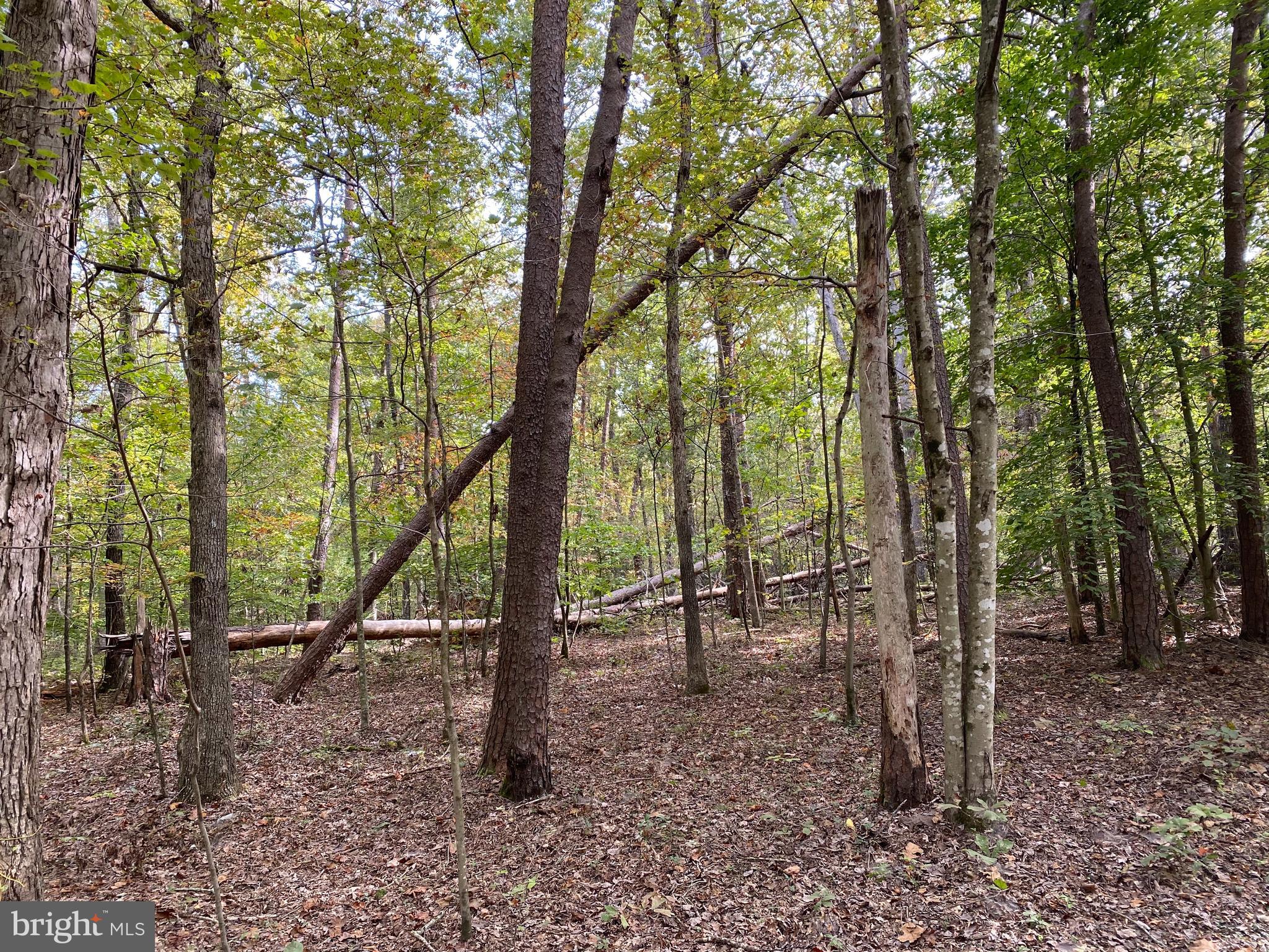 FOREST WALK DRIVE