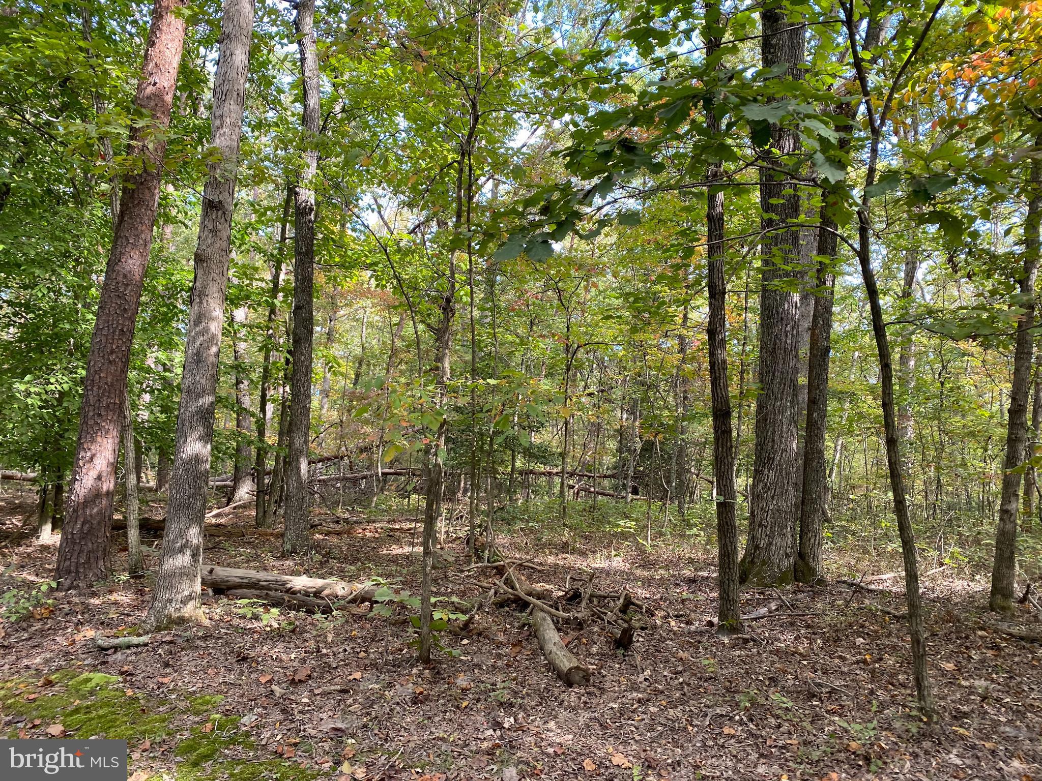 FOREST WALK DRIVE